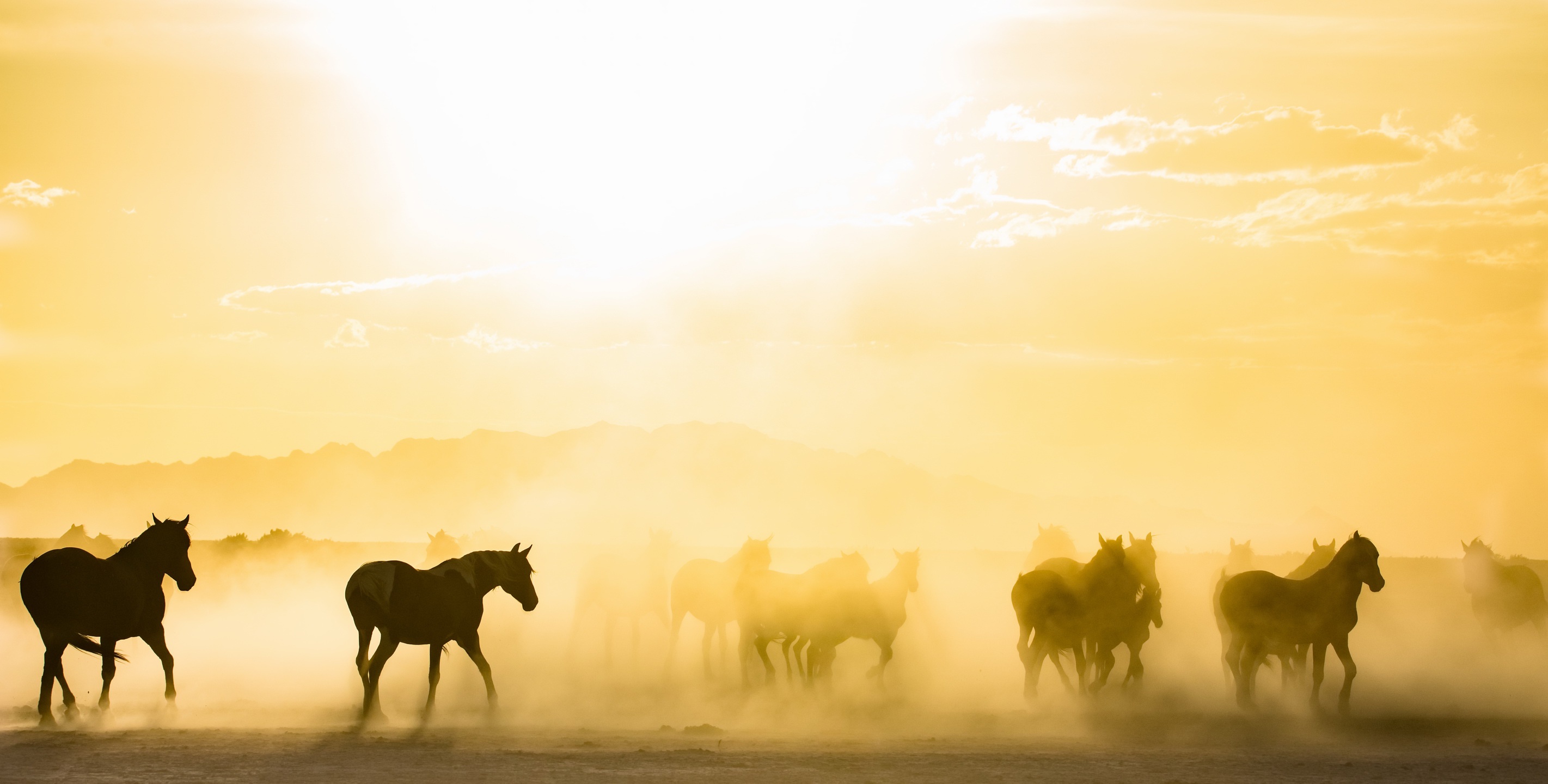 Laden Sie das Tiere, Silhouette, Nebel, Sonne, Hauspferd-Bild kostenlos auf Ihren PC-Desktop herunter