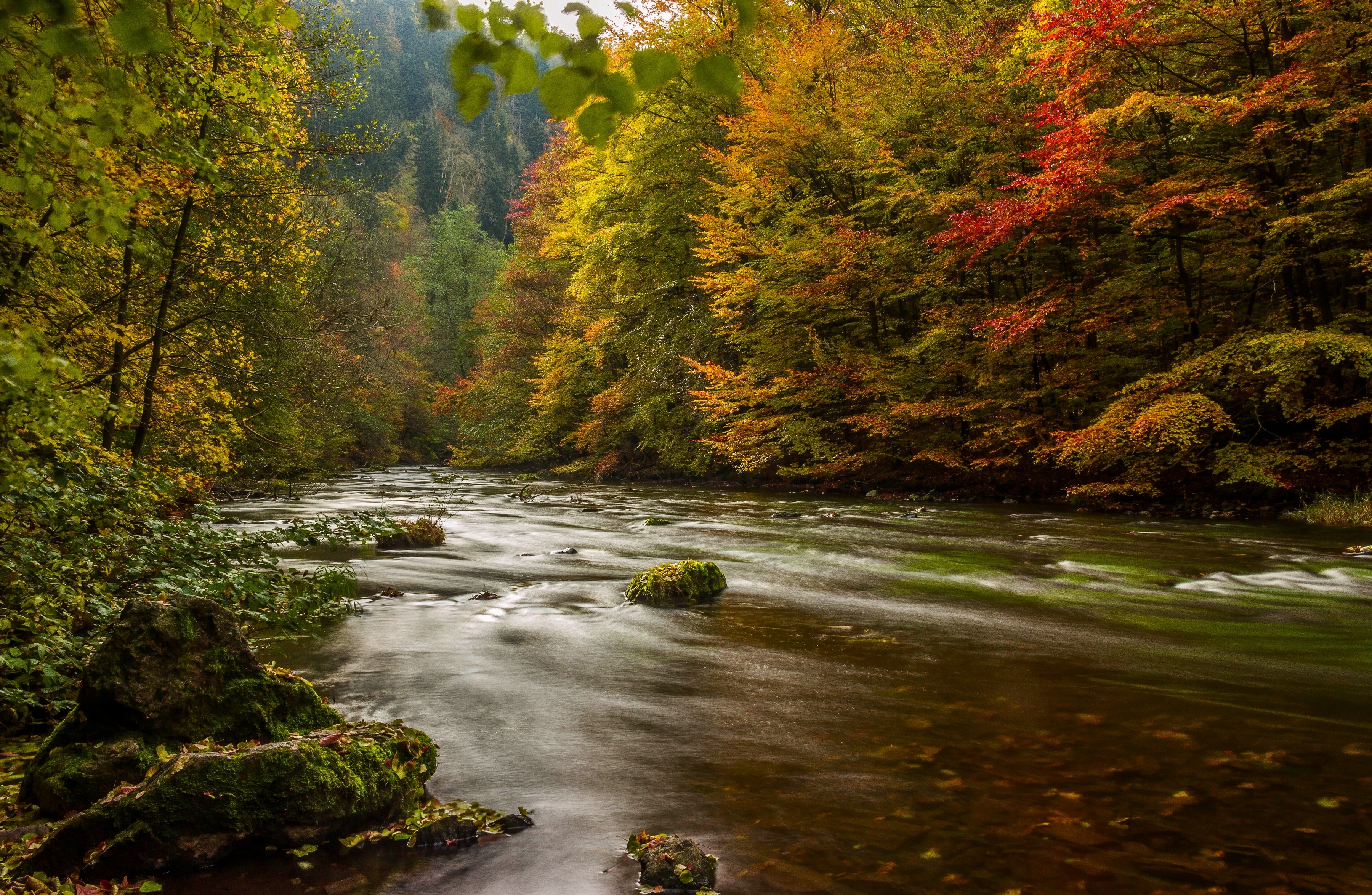 germany, nature, rivers, trees, autumn, harz Panoramic Wallpaper