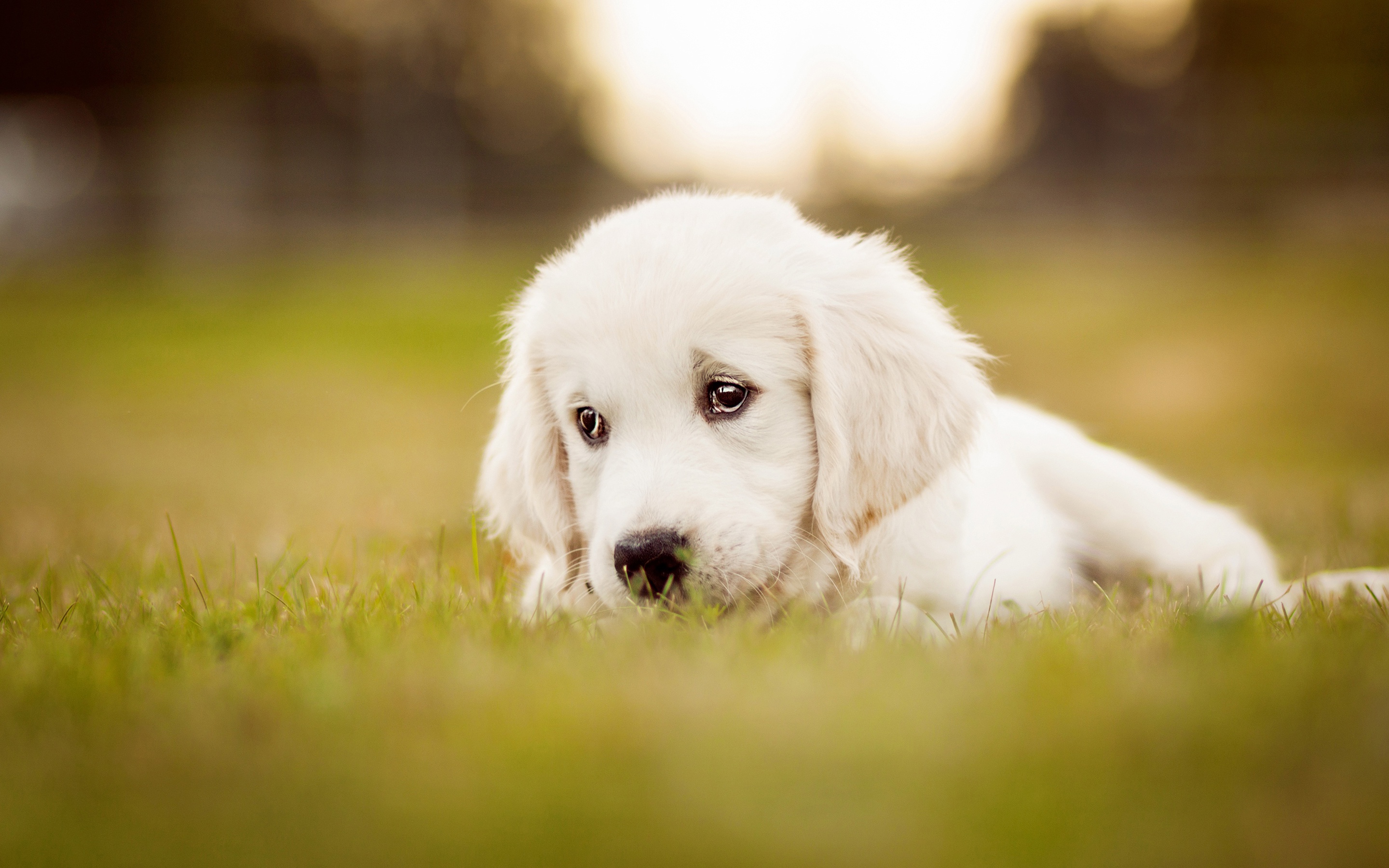 PCデスクトップに動物, 犬, 子犬, ラブラドール・レトリバー, 赤ちゃん動物画像を無料でダウンロード