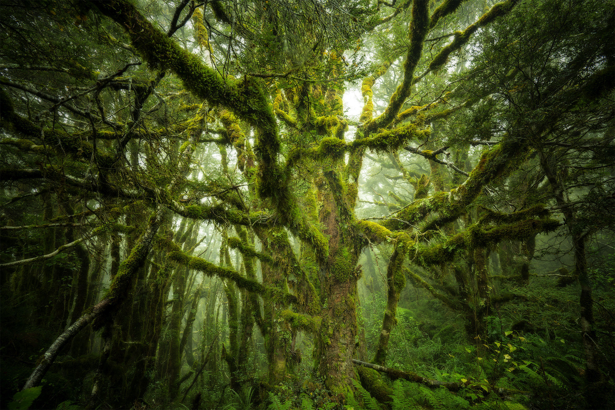 Free download wallpaper Nature, Trees, Tree, Branch, Earth, Moss, Jungle on your PC desktop
