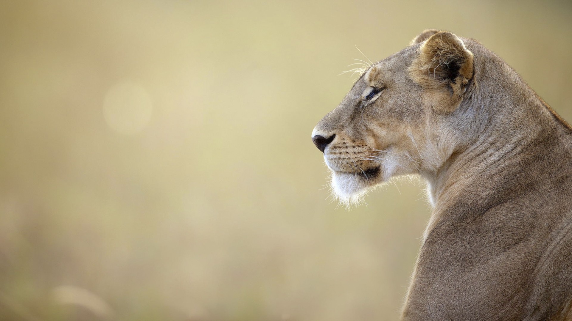 Téléchargez gratuitement l'image Animaux, Chats, Lion sur le bureau de votre PC