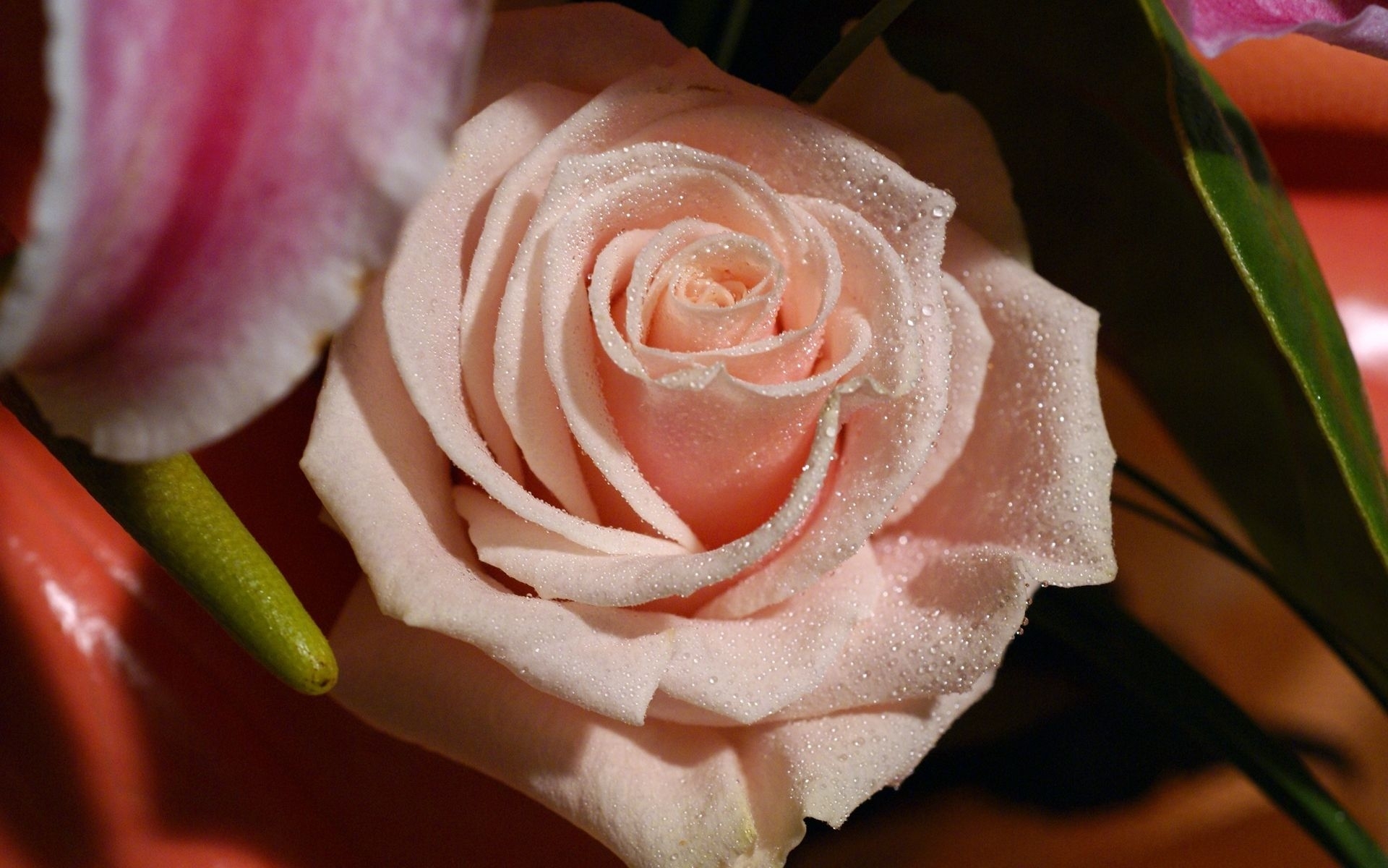 Скачать обои бесплатно Цветы, Розы, Растения картинка на рабочий стол ПК