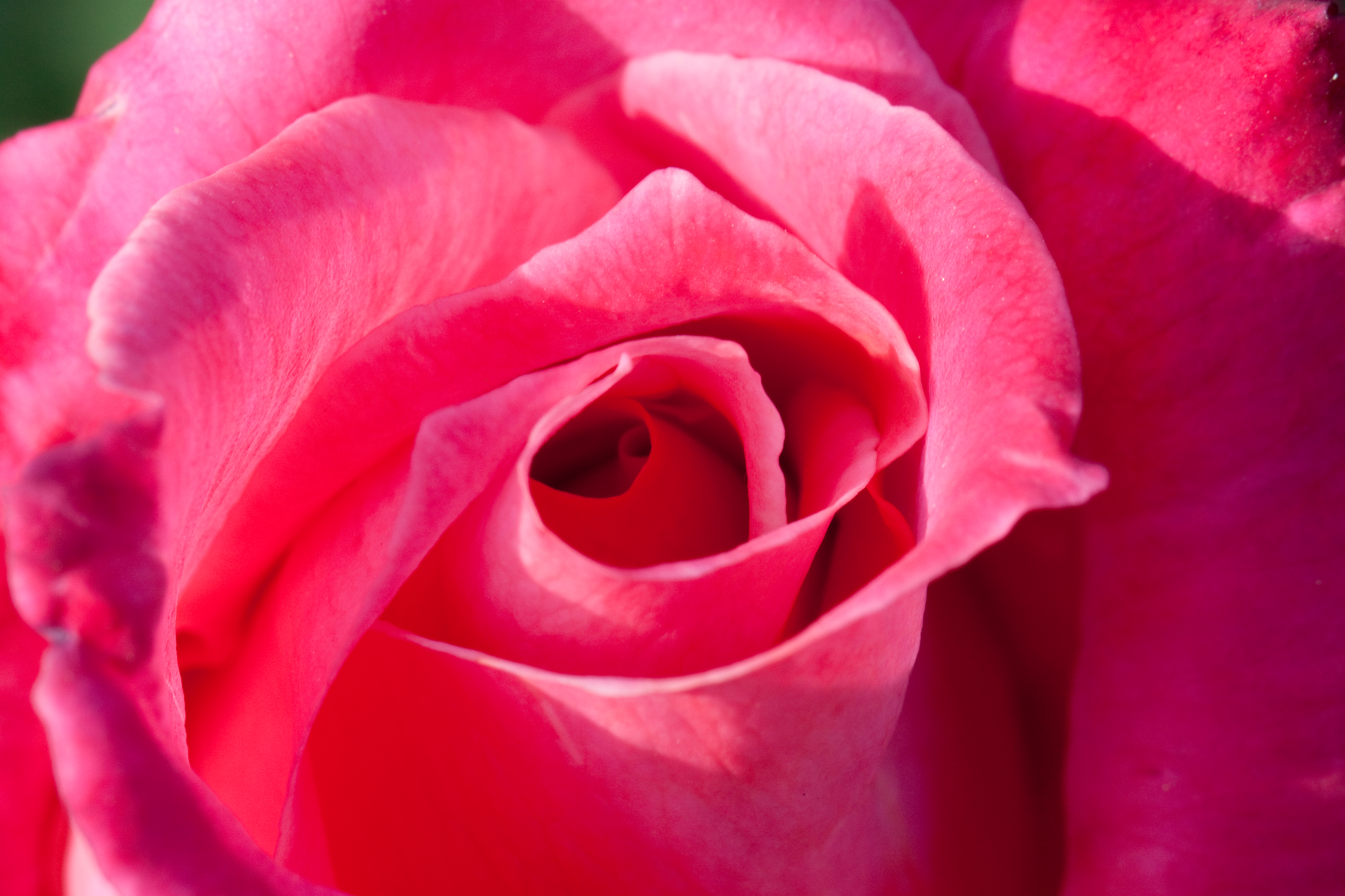 Laden Sie das Blumen, Rose, Erde/natur-Bild kostenlos auf Ihren PC-Desktop herunter