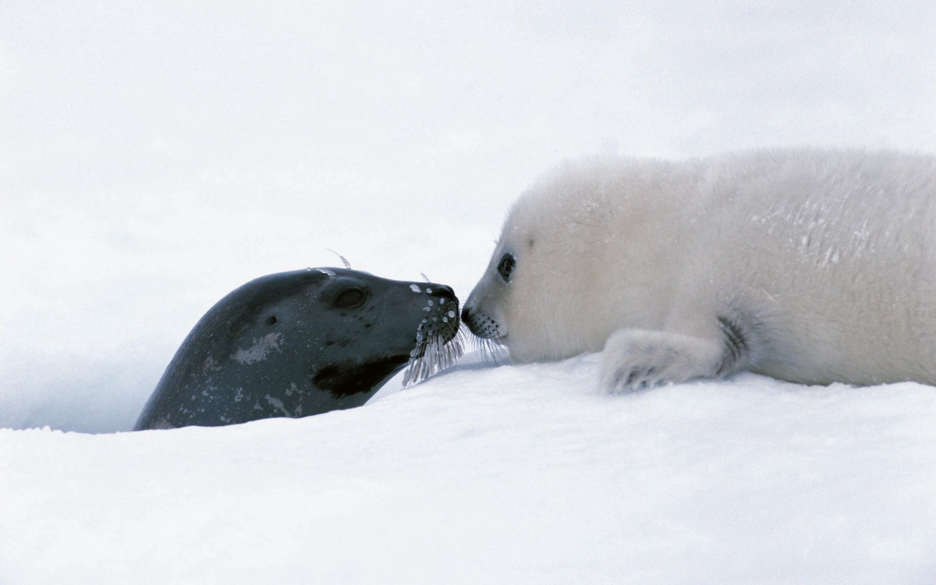 couple, animals, snow, pair, head, care, tenderness, seal