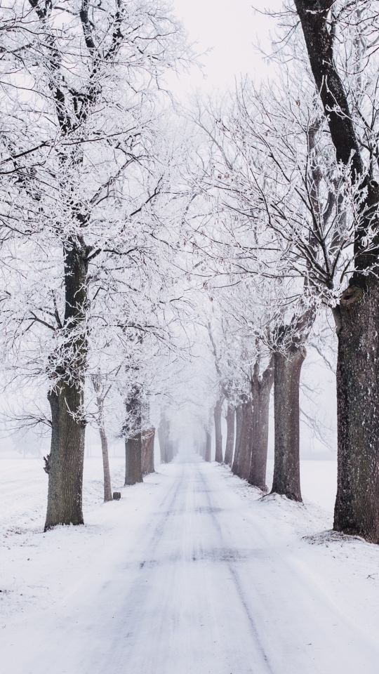 Handy-Wallpaper Winter, Schnee, Straße, Erde/natur, Von Bäumen Gesäumt kostenlos herunterladen.