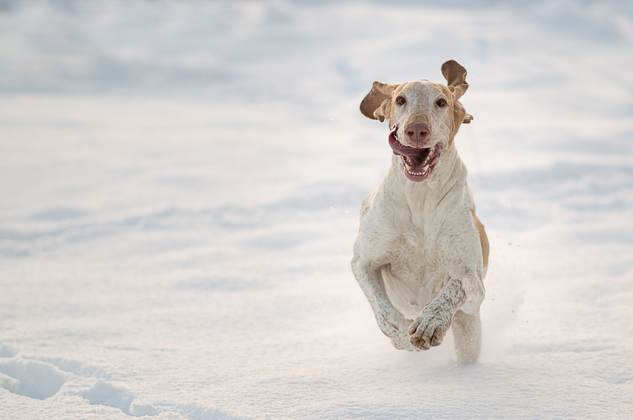 Free download wallpaper Winter, Dogs, Snow, Dog, Animal, Bracco Italiano on your PC desktop