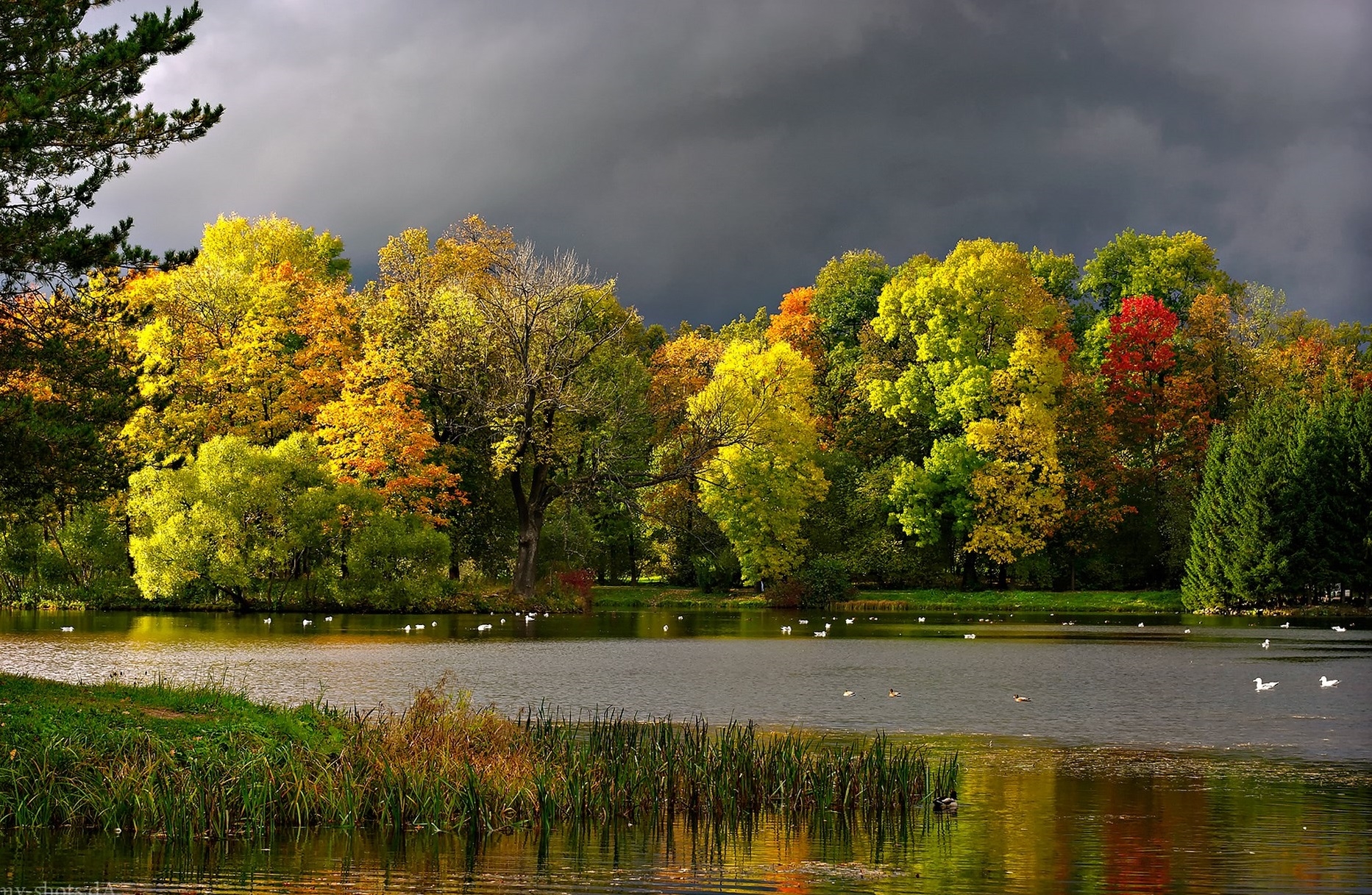 landscape, nature, autumn, seagulls, clouds, pond Image for desktop