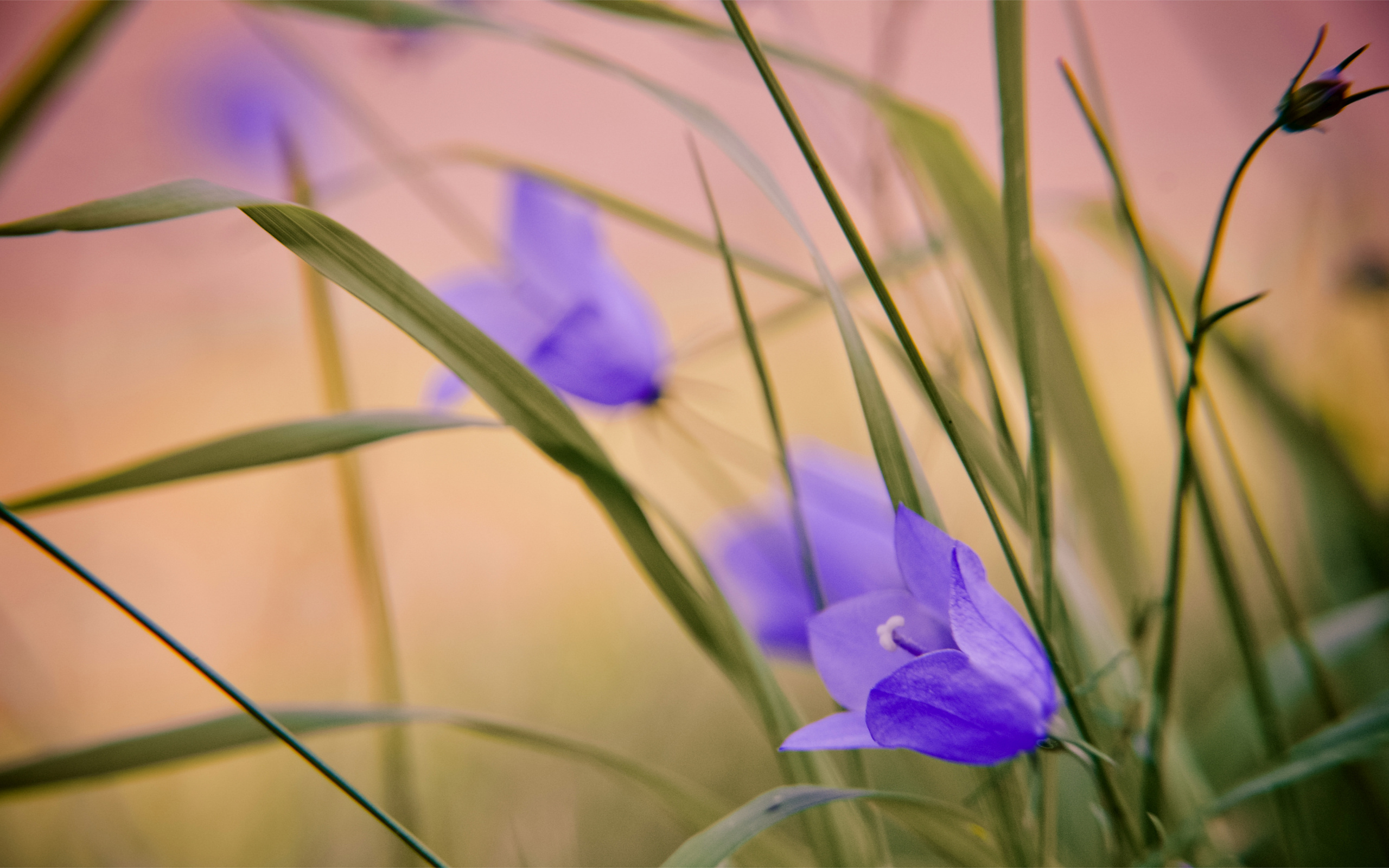 Téléchargez gratuitement l'image Fleurs, Fleur, Terre/nature sur le bureau de votre PC