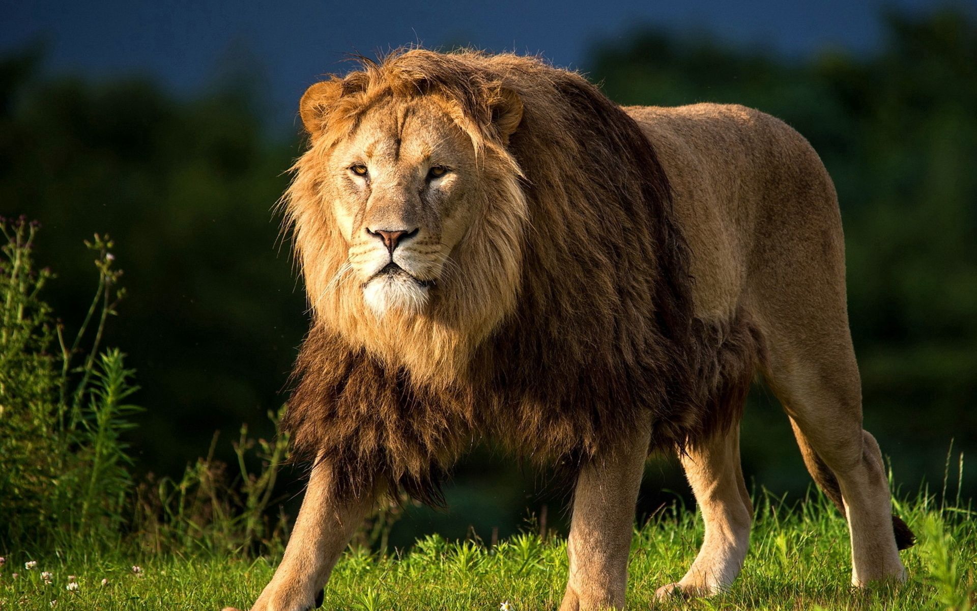 106991 скачать обои лев, царь зверей, животные, трава, большая кошка, прогулка - заставки и картинки бесплатно