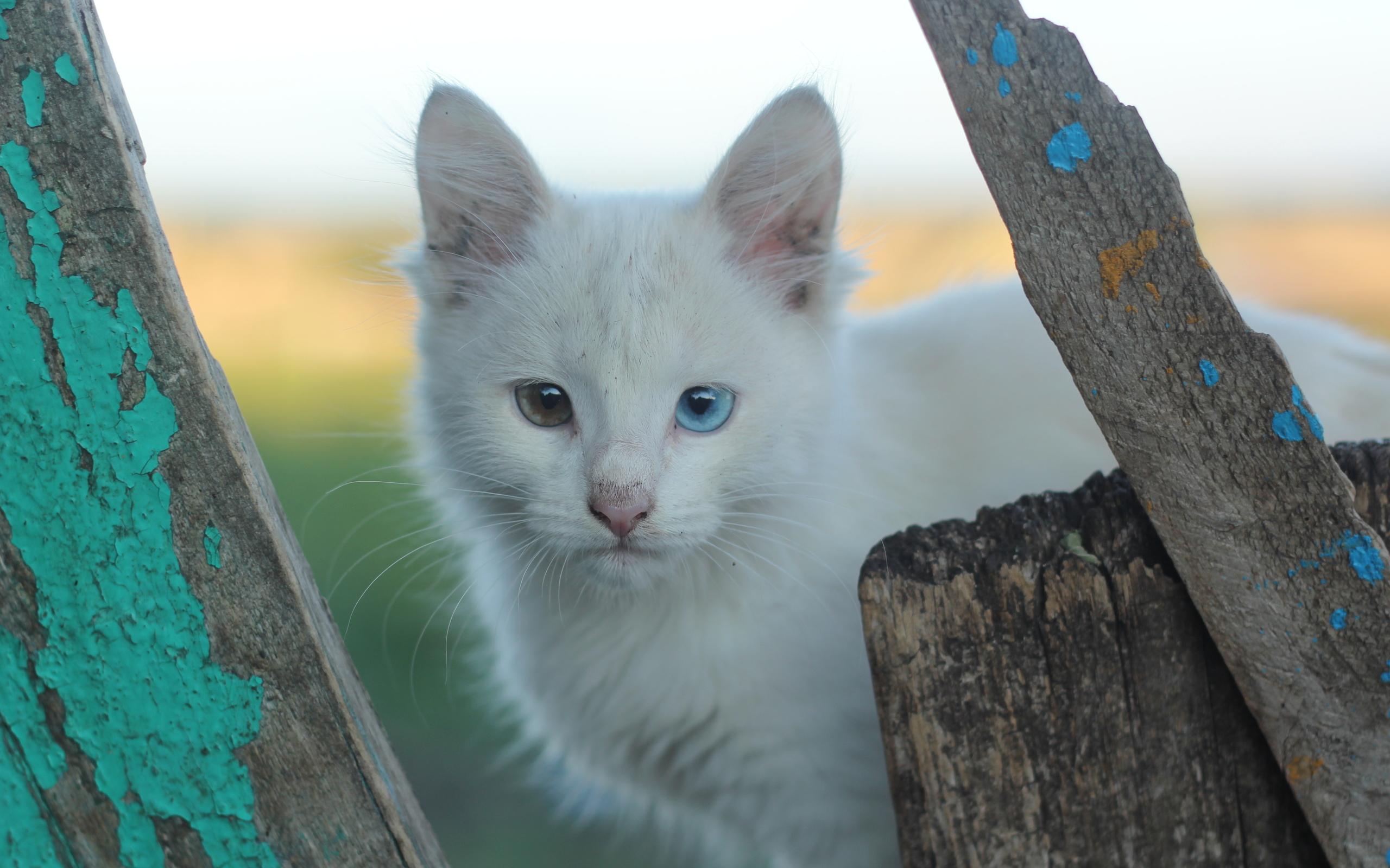 Handy-Wallpaper Katze, Katzen, Tiere kostenlos herunterladen.