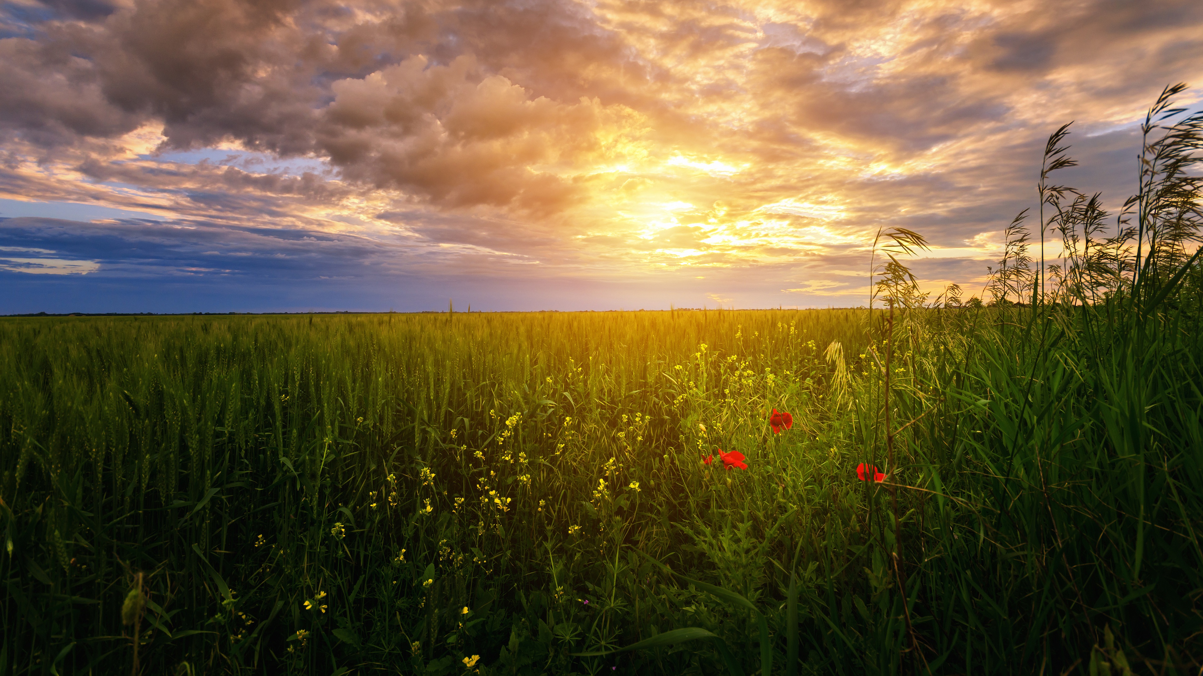 Download mobile wallpaper Sky, Sun, Wheat, Horizon, Flower, Earth, Field, Cloud, Poppy for free.