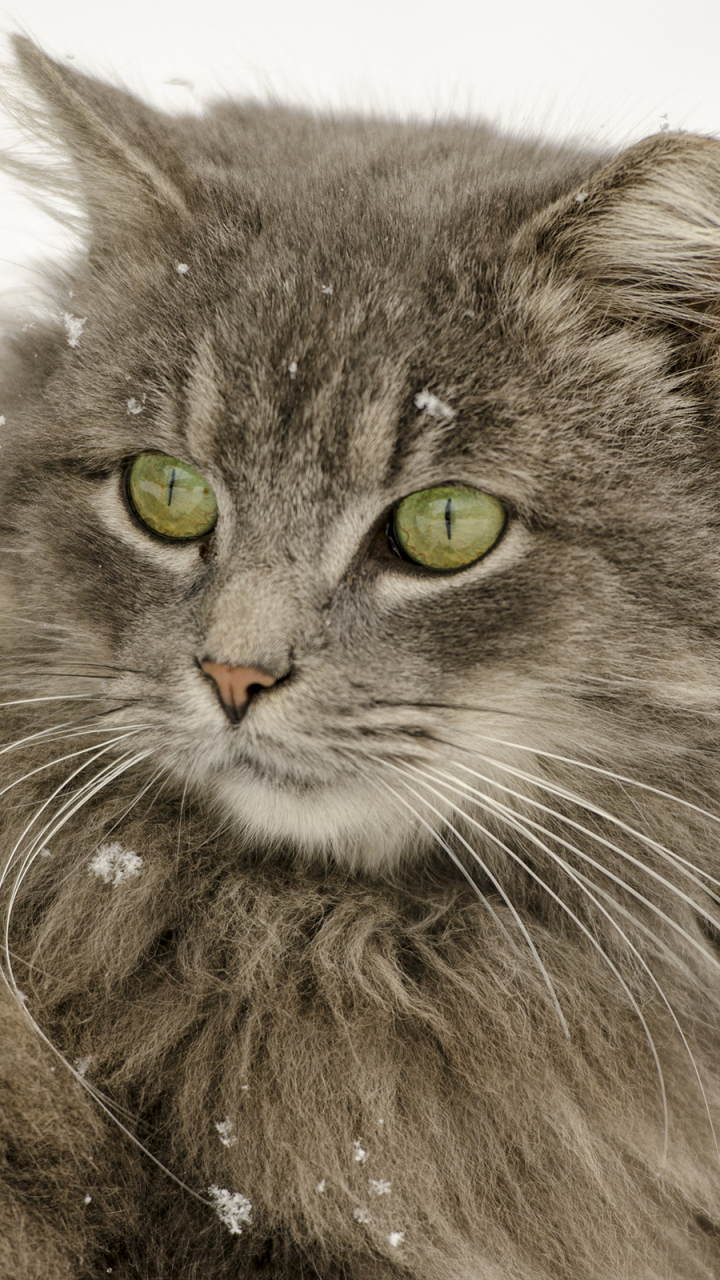 Download mobile wallpaper Winter, Cats, Snow, Cat, Animal, Snowfall for free.