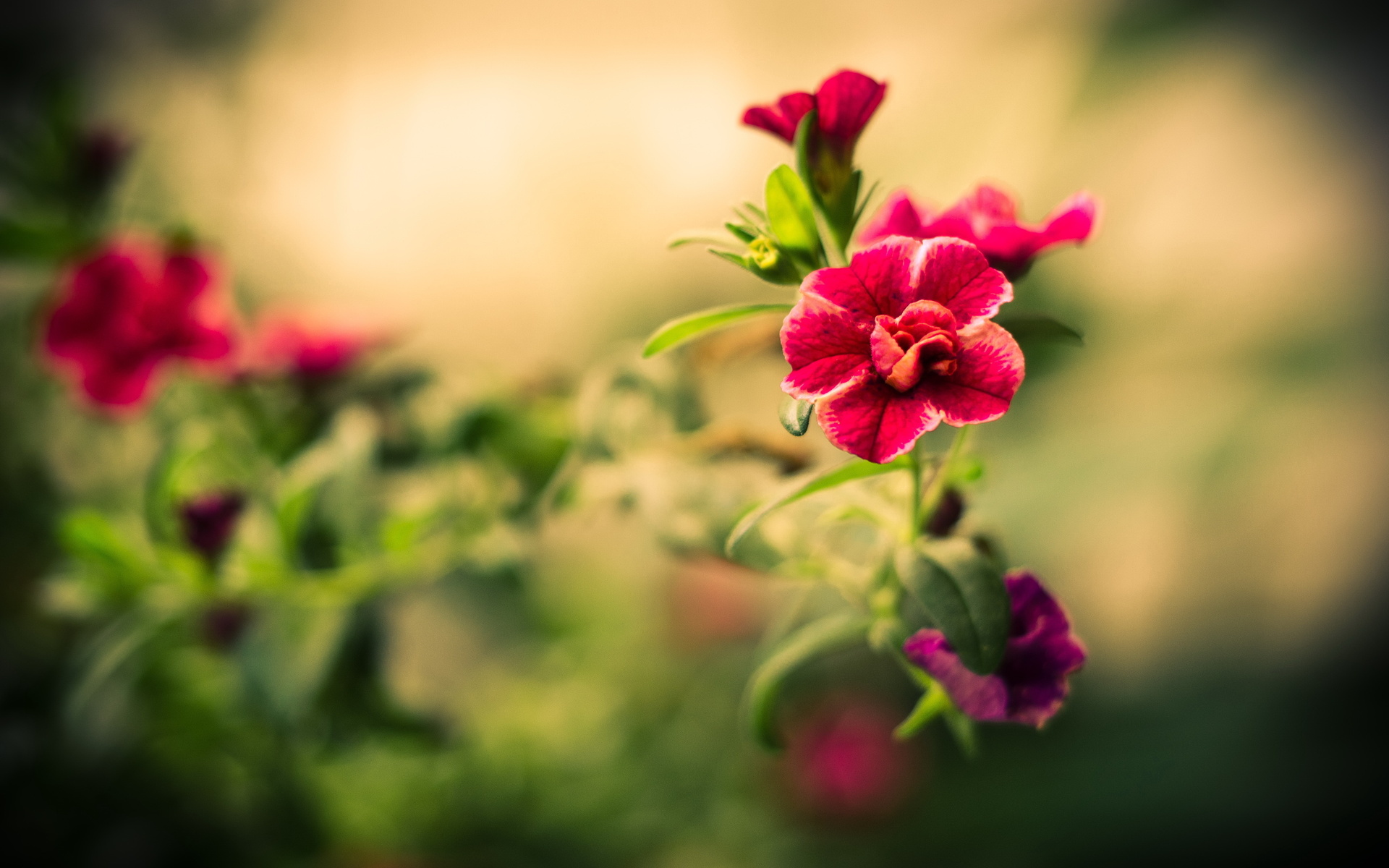 Téléchargez gratuitement l'image Fleurs, Fleur, Terre/nature sur le bureau de votre PC