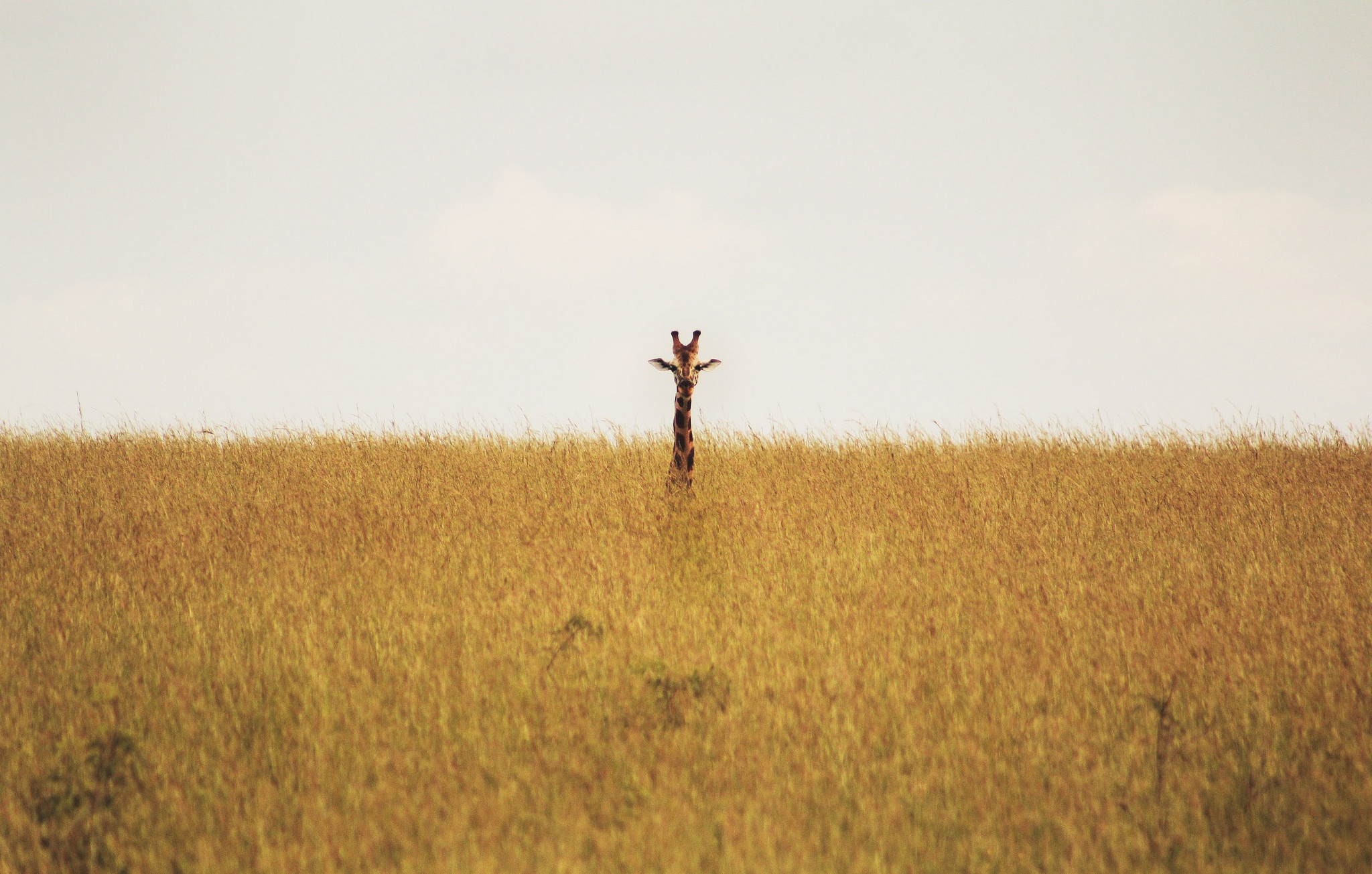 Download mobile wallpaper Animal, Giraffe, Savannah for free.
