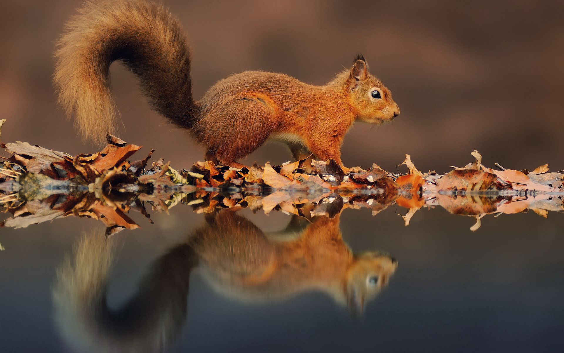 Download mobile wallpaper Reflection, Animals, Autumn, Leaves, Water, Squirrel for free.
