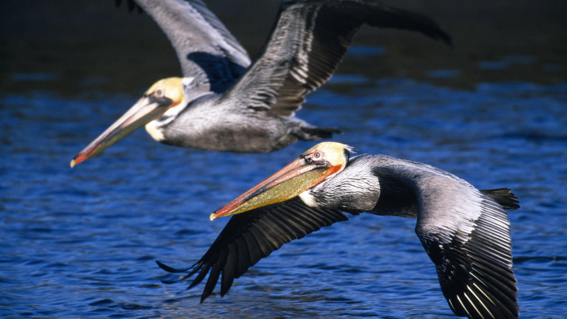 Free download wallpaper Bird, Birds, Animal on your PC desktop