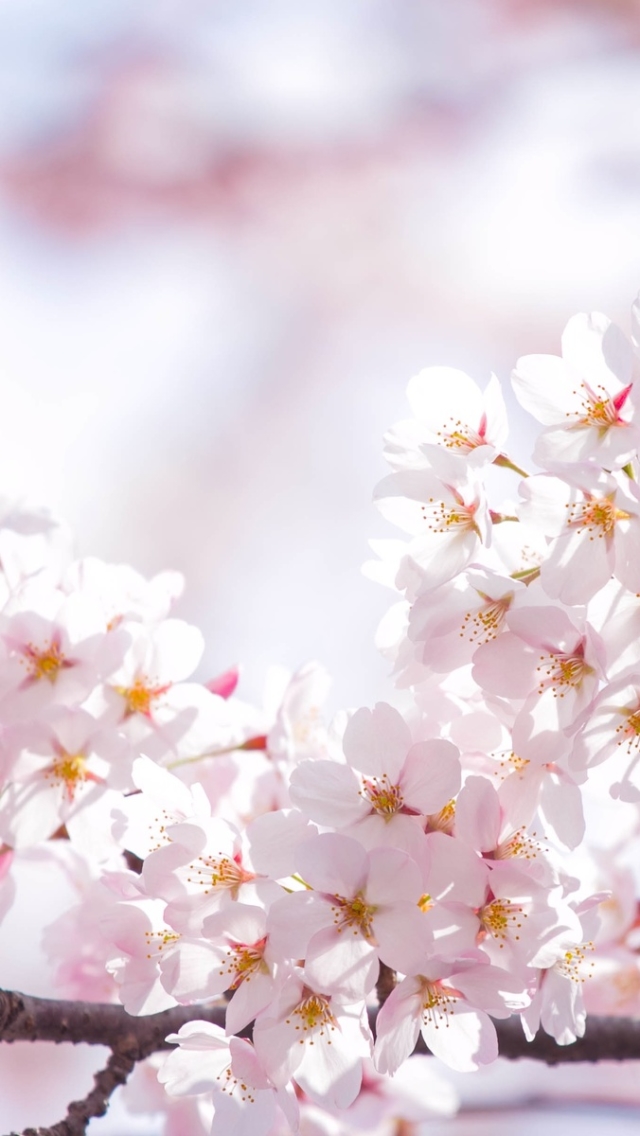 Download mobile wallpaper Nature, Flowers, Flower, Earth, Pastel, Blossom for free.
