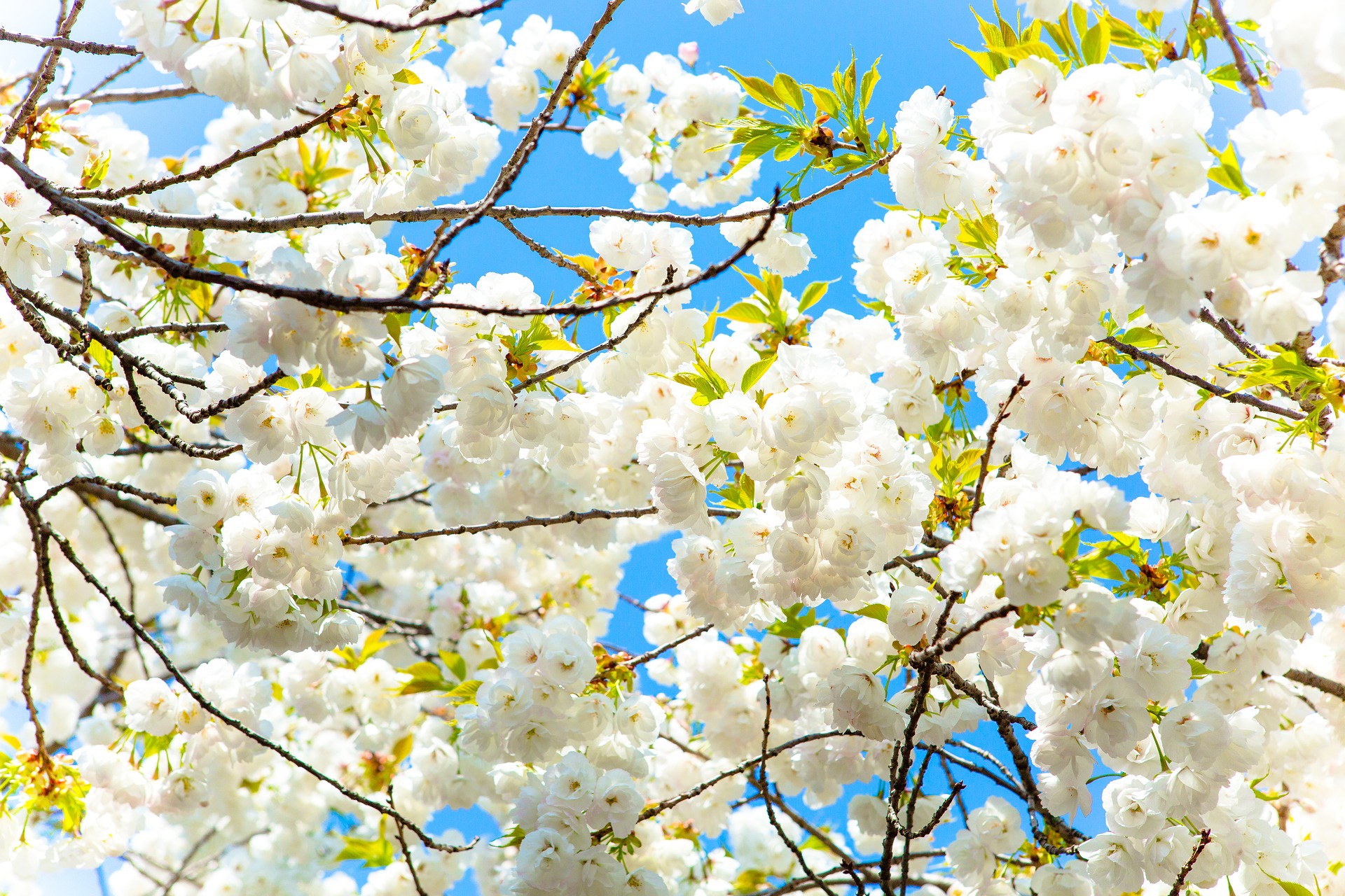 Téléchargez gratuitement l'image Fleurs, Floraison, Printemps, Fleur Blanche, Terre/nature sur le bureau de votre PC