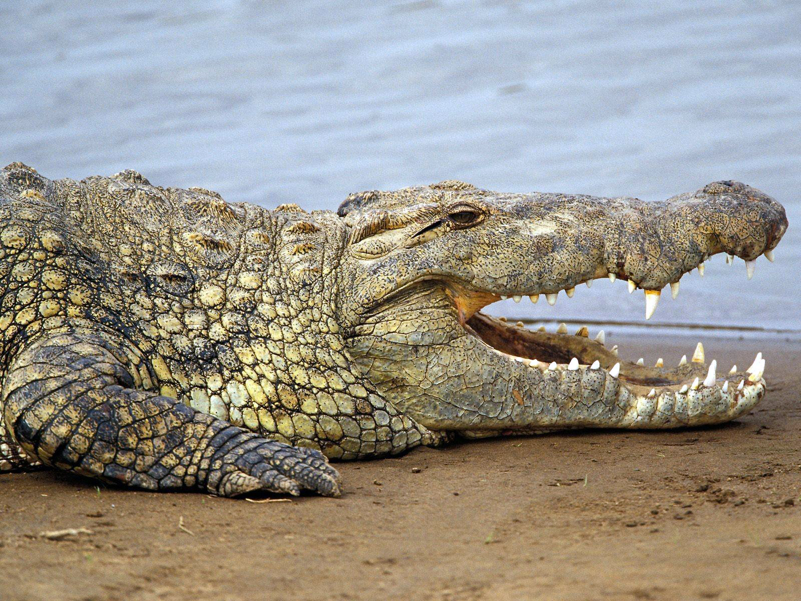 594046 Hintergrundbild herunterladen tiere, alligator - Bildschirmschoner und Bilder kostenlos