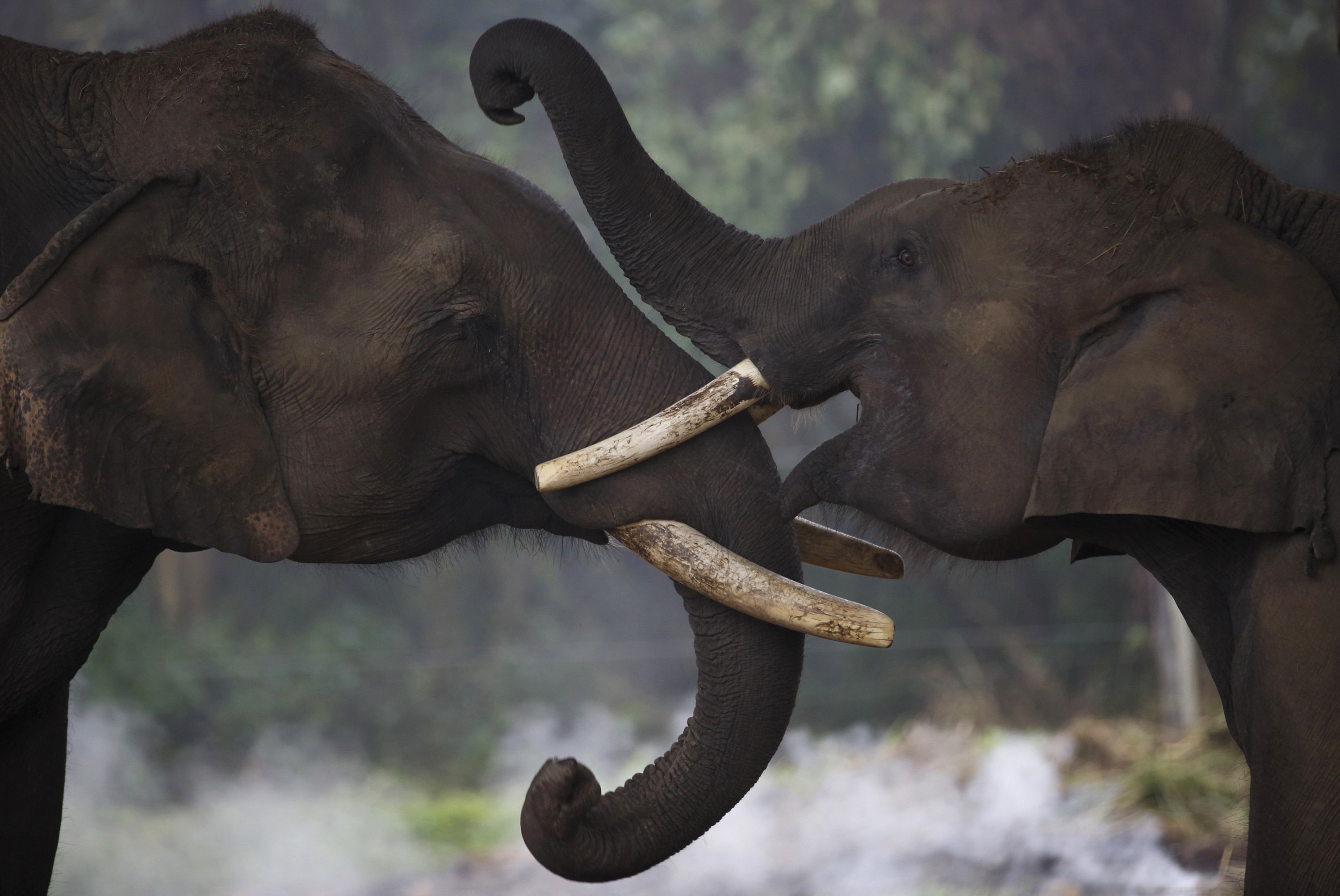 Download mobile wallpaper Asian Elephant, Elephants, Animal for free.