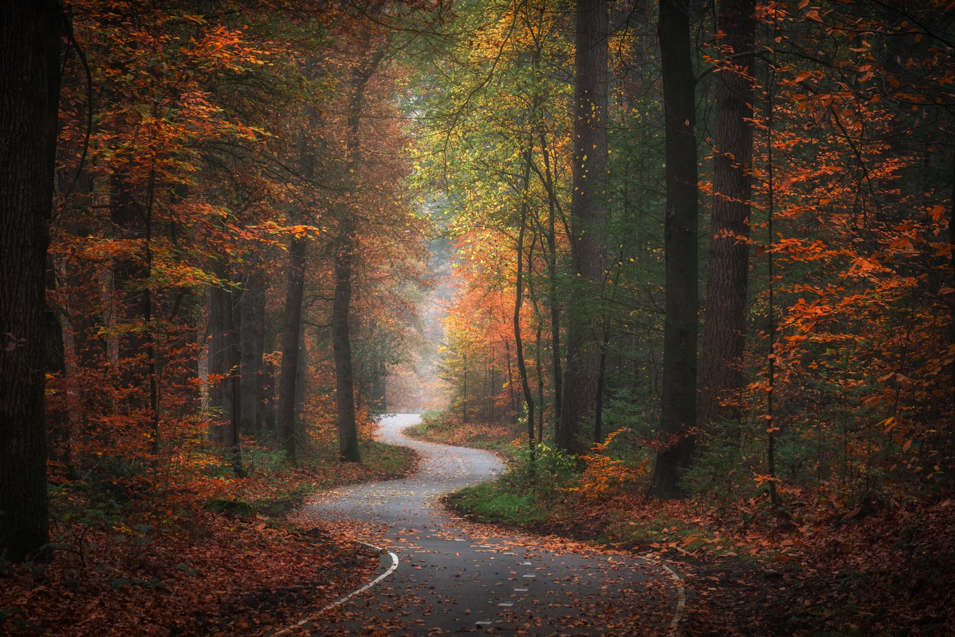 Download mobile wallpaper Nature, Road, Forest, Fall, Man Made for free.