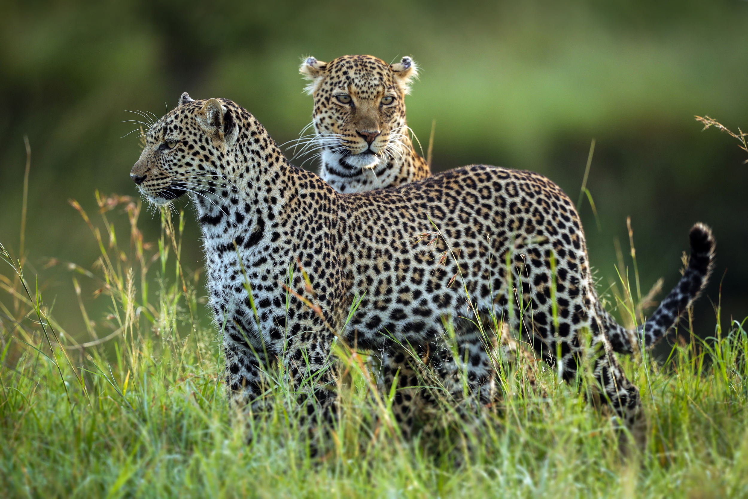 Download mobile wallpaper Cats, Leopard, Animal for free.