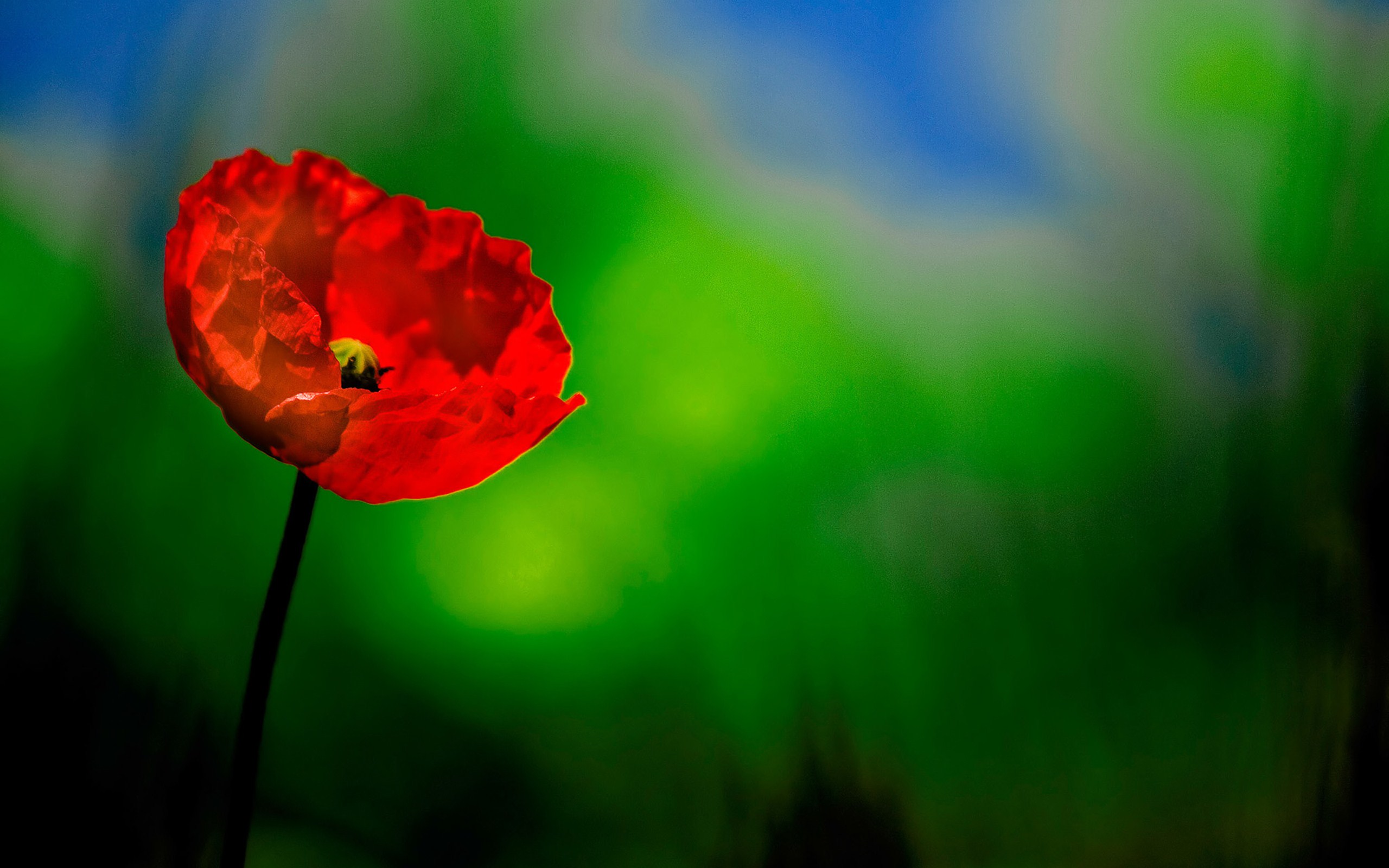 Descarga gratis la imagen Flores, Flor, Tierra/naturaleza en el escritorio de tu PC