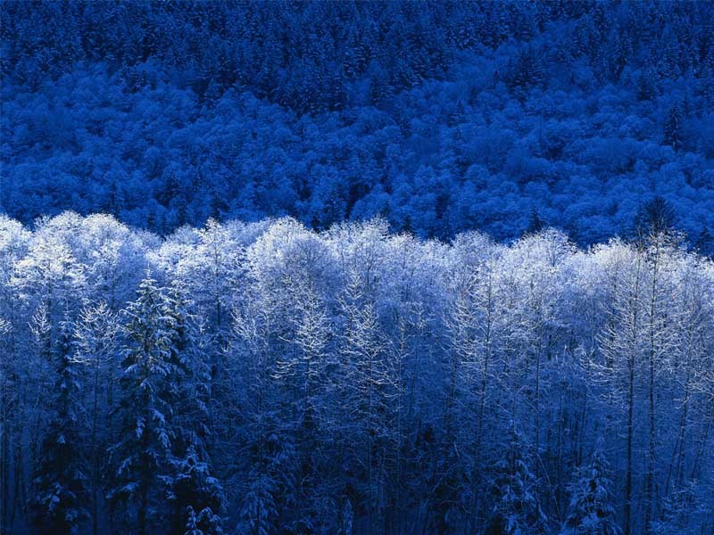 Скачать картинку Деревья, Пейзаж, Зима в телефон бесплатно.