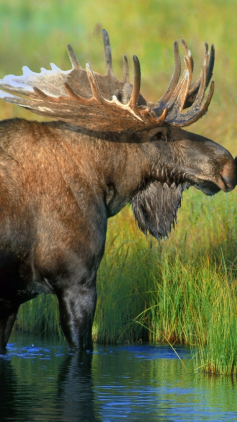 Download mobile wallpaper Animal, Moose for free.