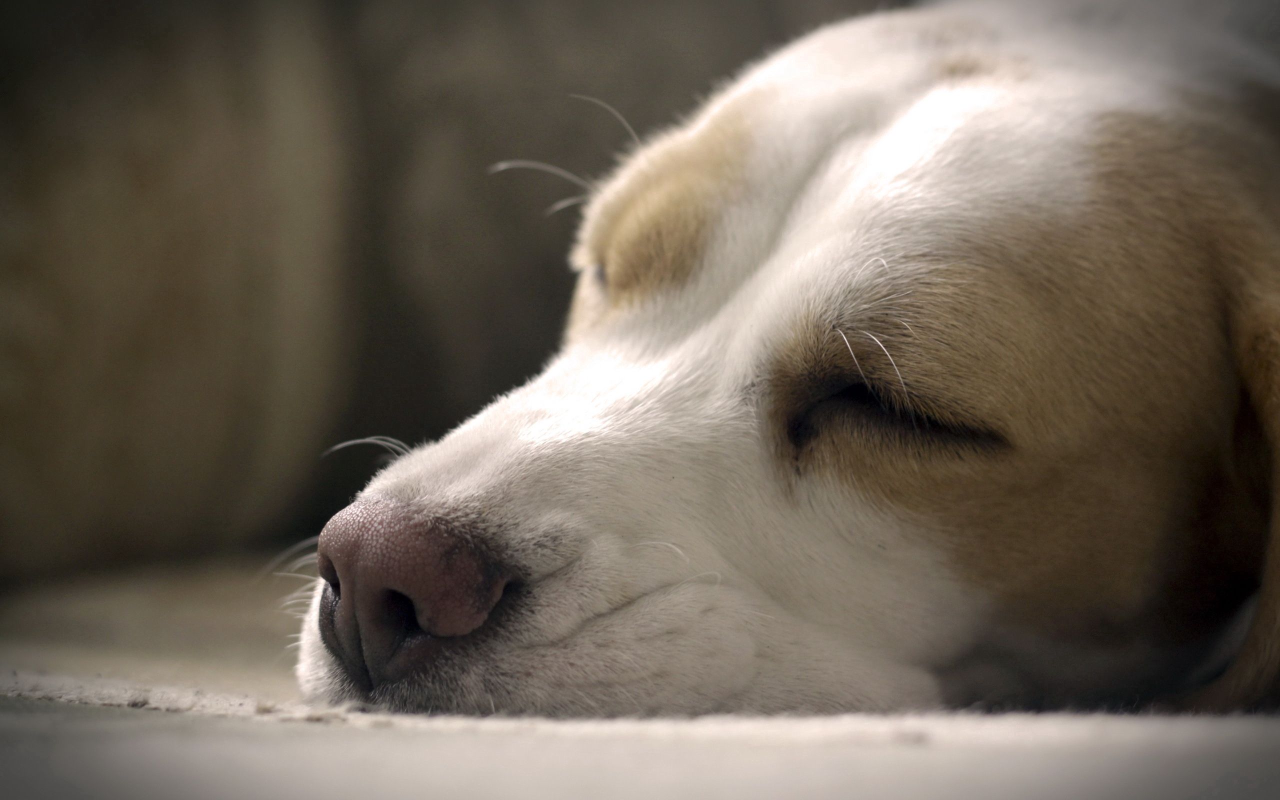 Free download wallpaper Dog, Muzzle, Sleep, Nose, Animals, Close Up, Dream on your PC desktop