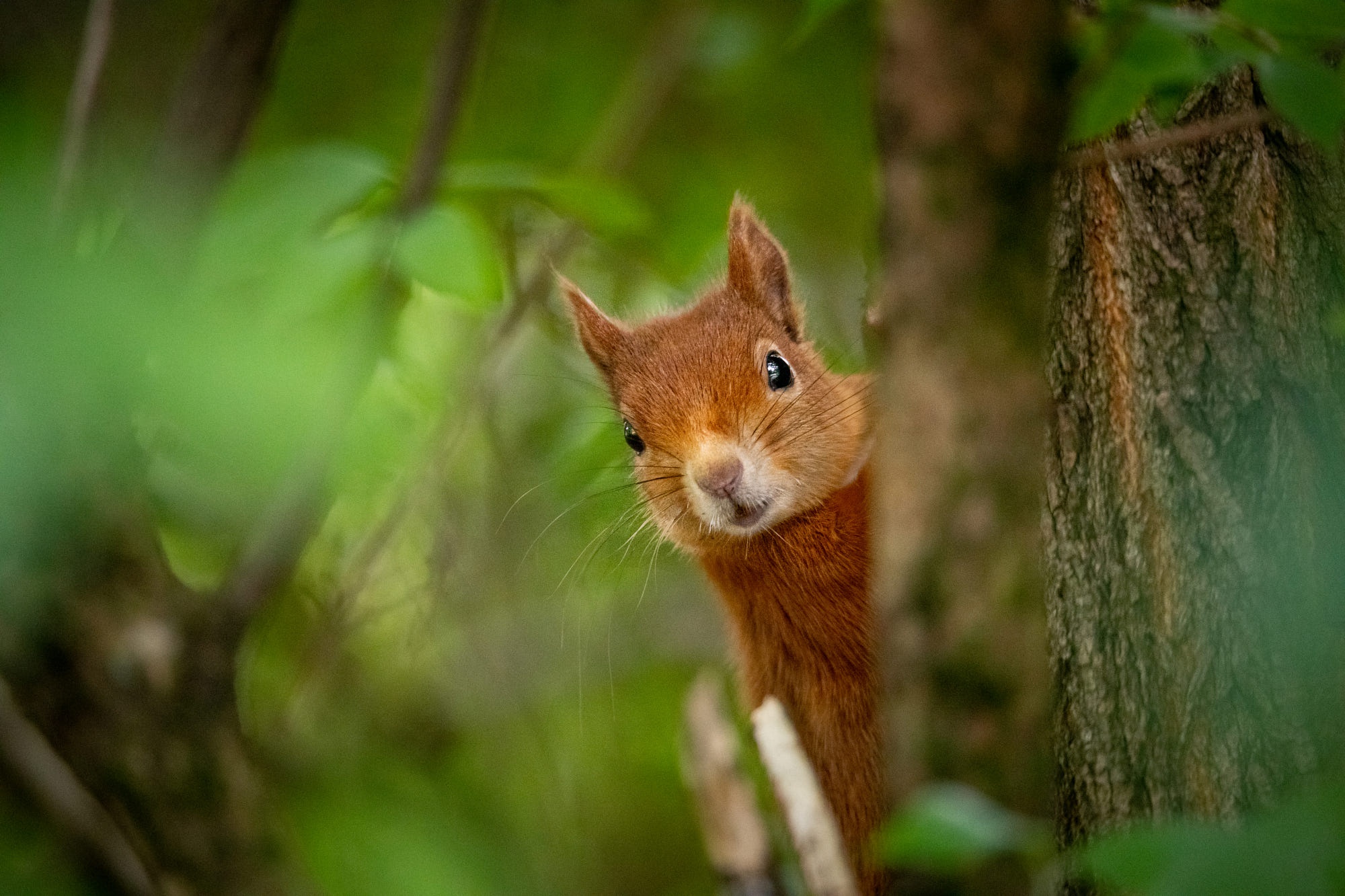 Download mobile wallpaper Squirrel, Animal, Rodent for free.