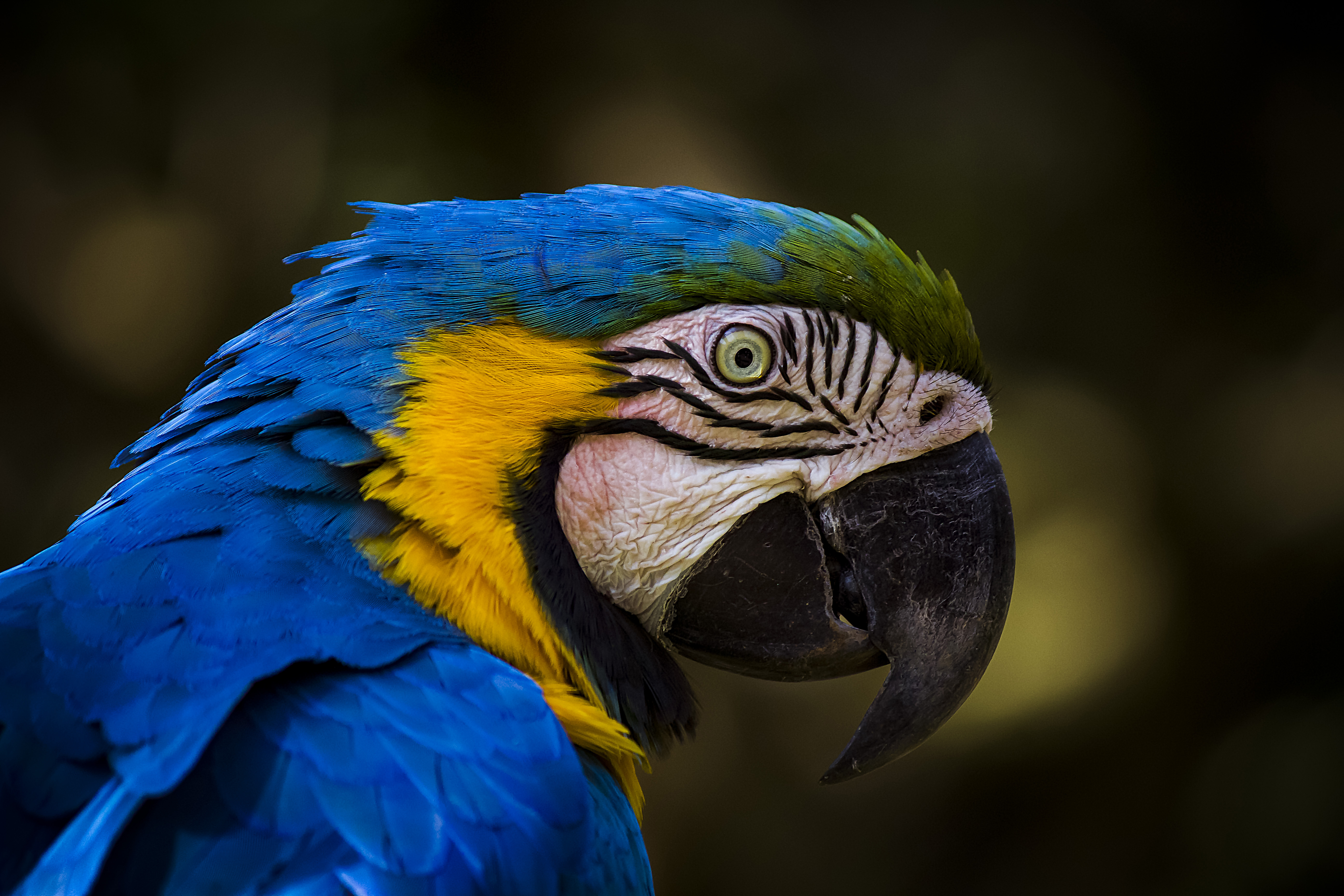 無料モバイル壁紙動物, 鳥, 閉じる, コンゴウインコ, 青と黄色のコンゴウインコをダウンロードします。