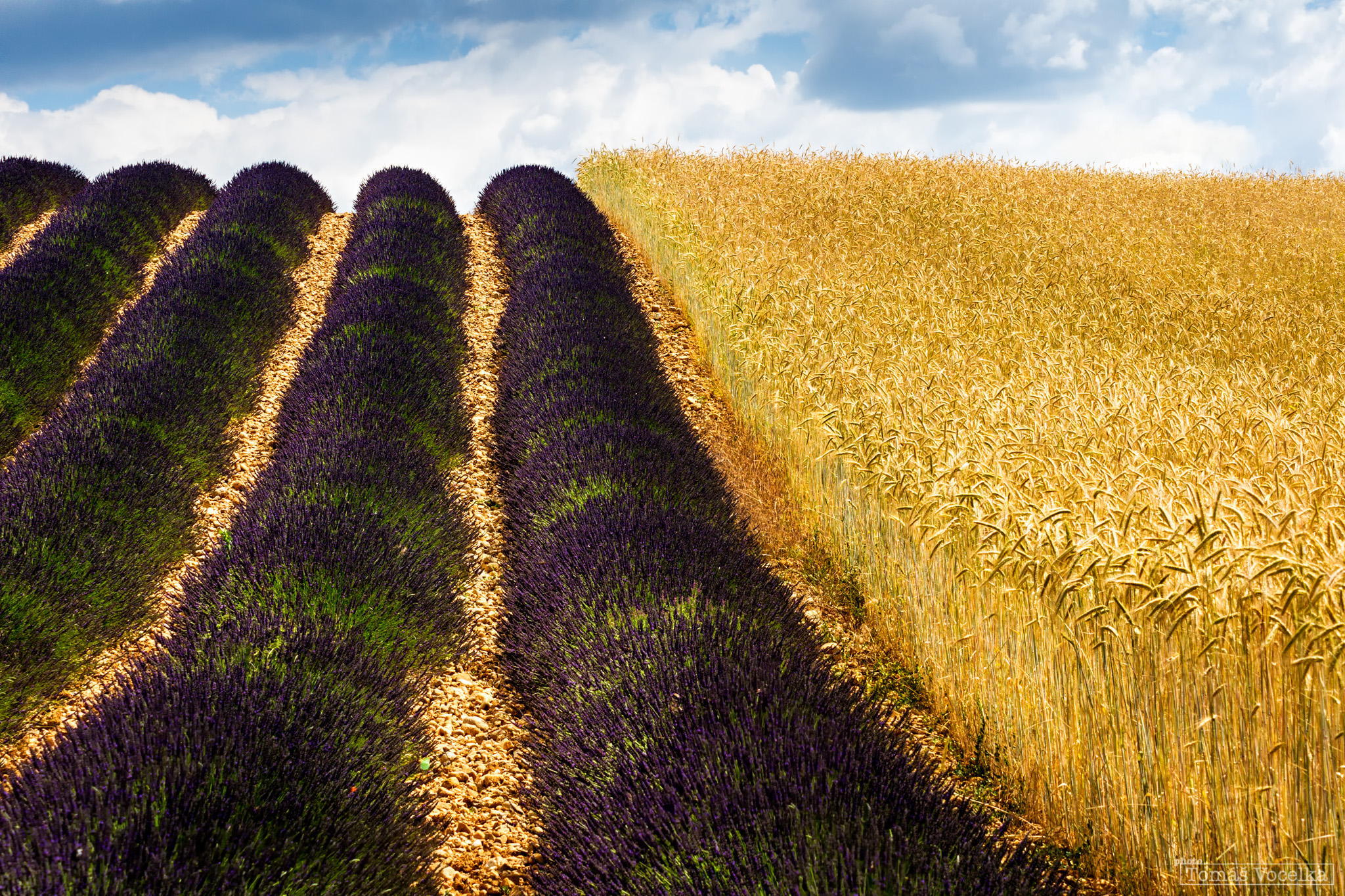 Handy-Wallpaper Lavendel, Blumen, Erde/natur kostenlos herunterladen.