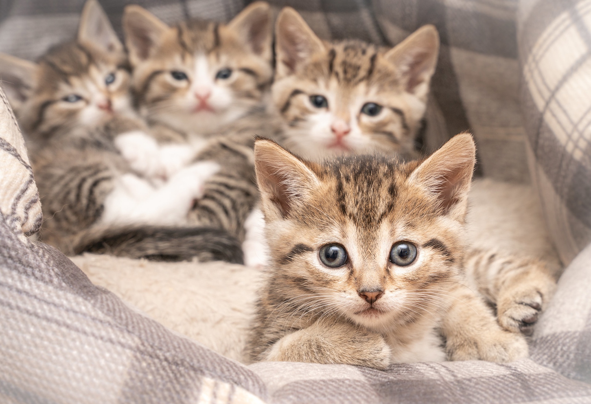 Baixe gratuitamente a imagem Animais, Gatos, Gato, Gatinho, Animal Bebê na área de trabalho do seu PC