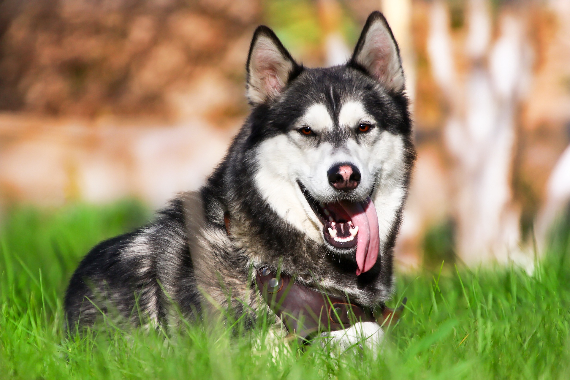 Download mobile wallpaper Dogs, Dog, Animal, Husky for free.