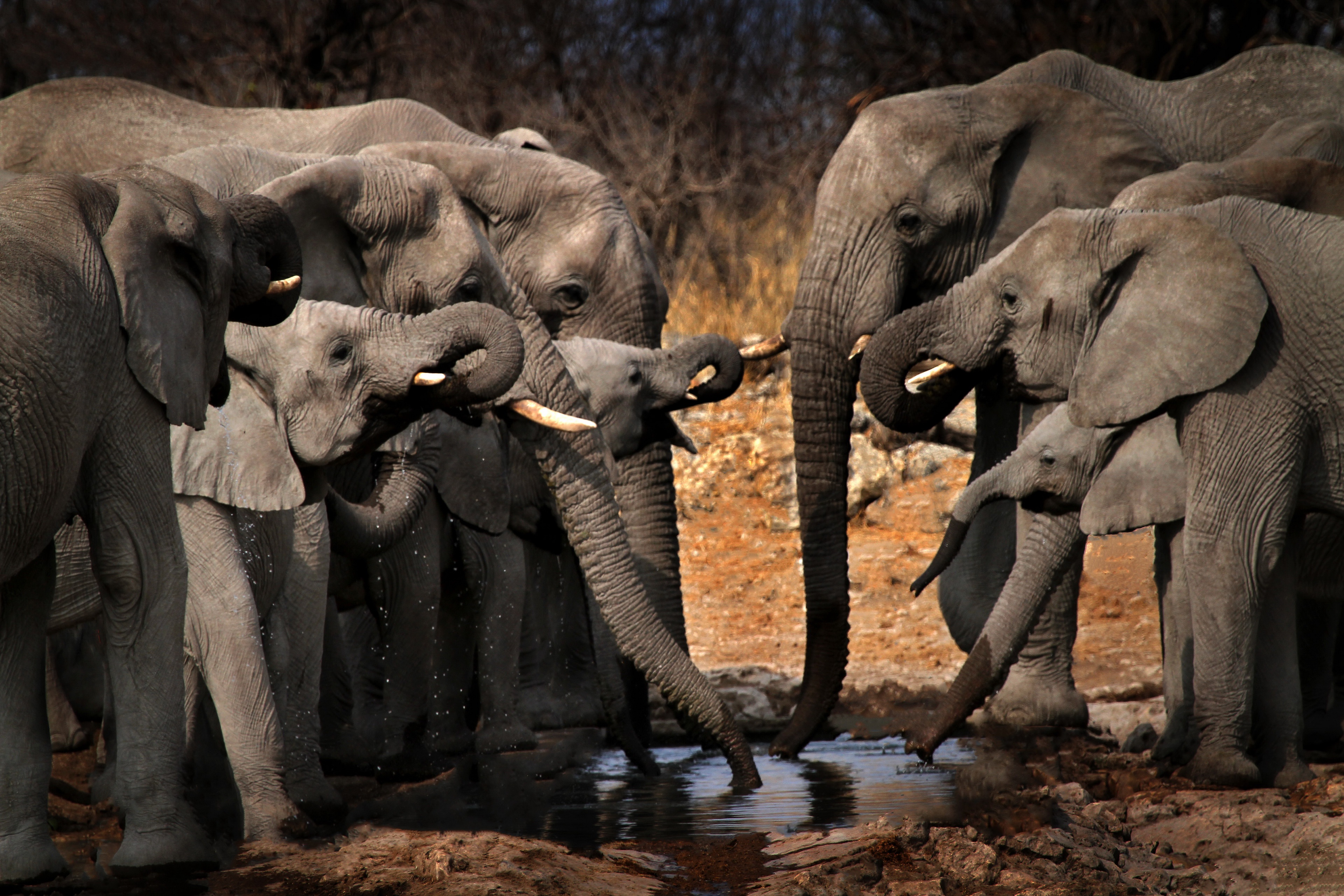 Téléchargez des papiers peints mobile Animaux, Éléphants, Éléphant De Savane D'afrique gratuitement.