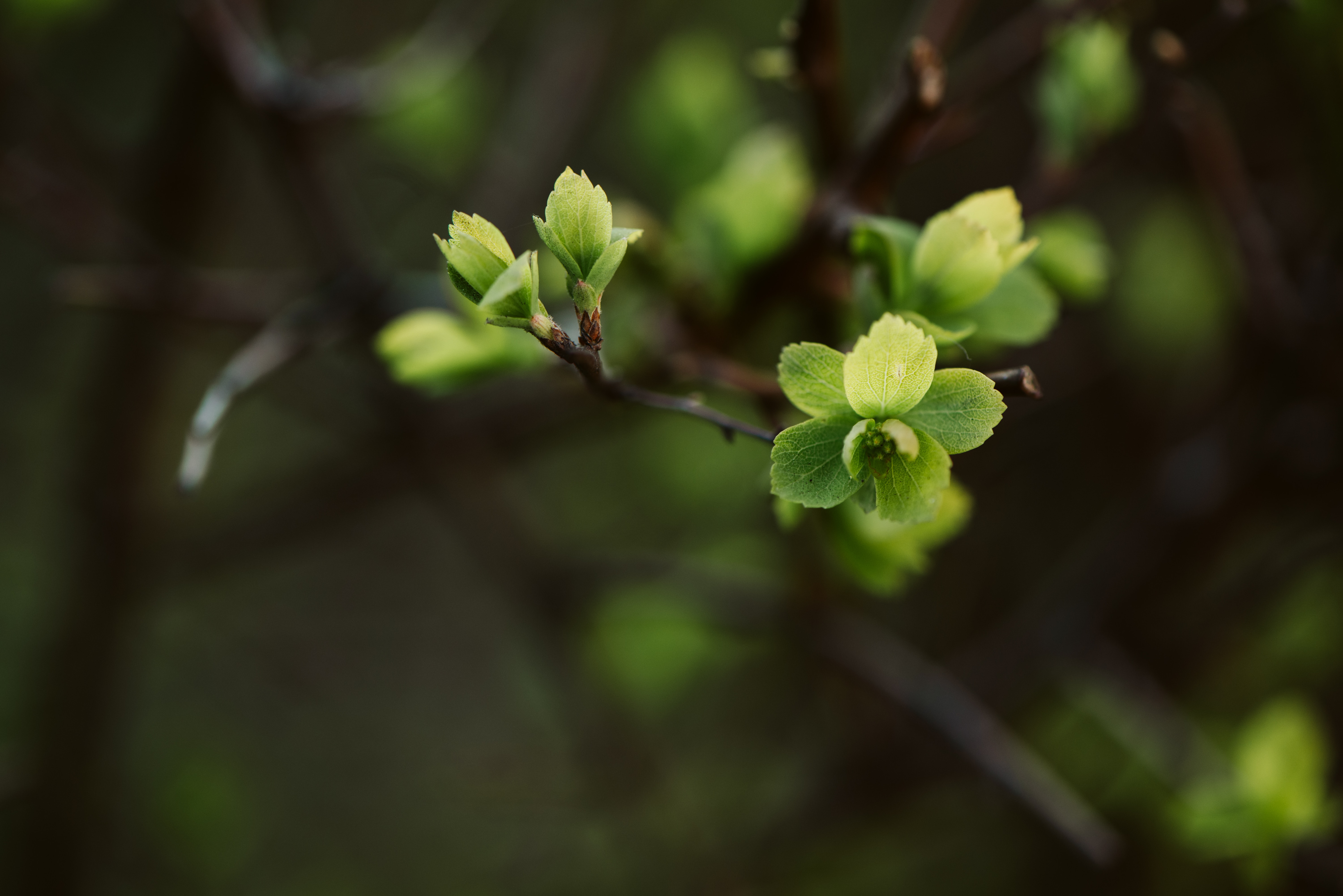 Download mobile wallpaper Macro, Branch, Leaves, Spring for free.
