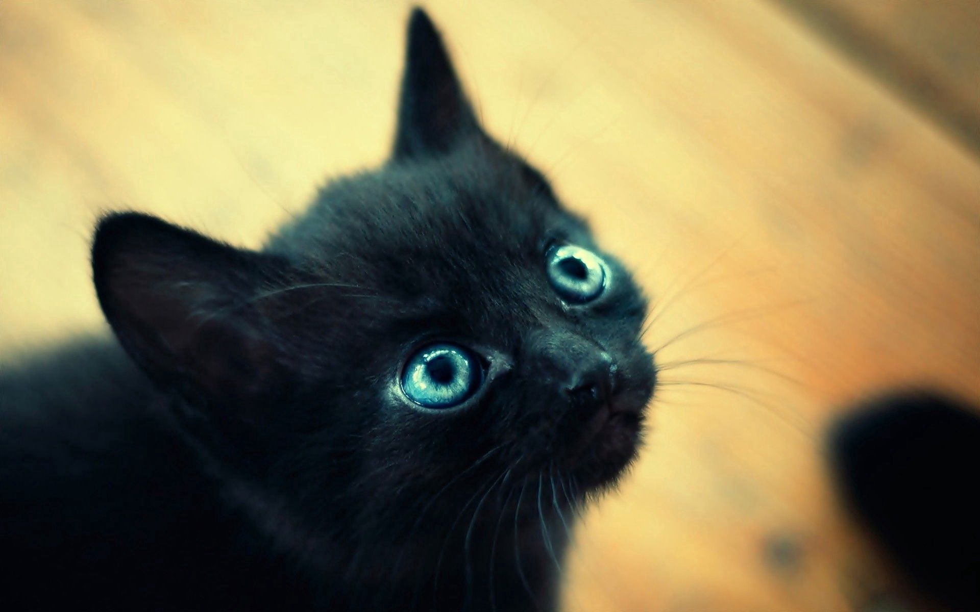 132503壁紙のダウンロード動物, キティ, 子猫, 銃口, 黒い, 青い目をした, 青い目-スクリーンセーバーと写真を無料で