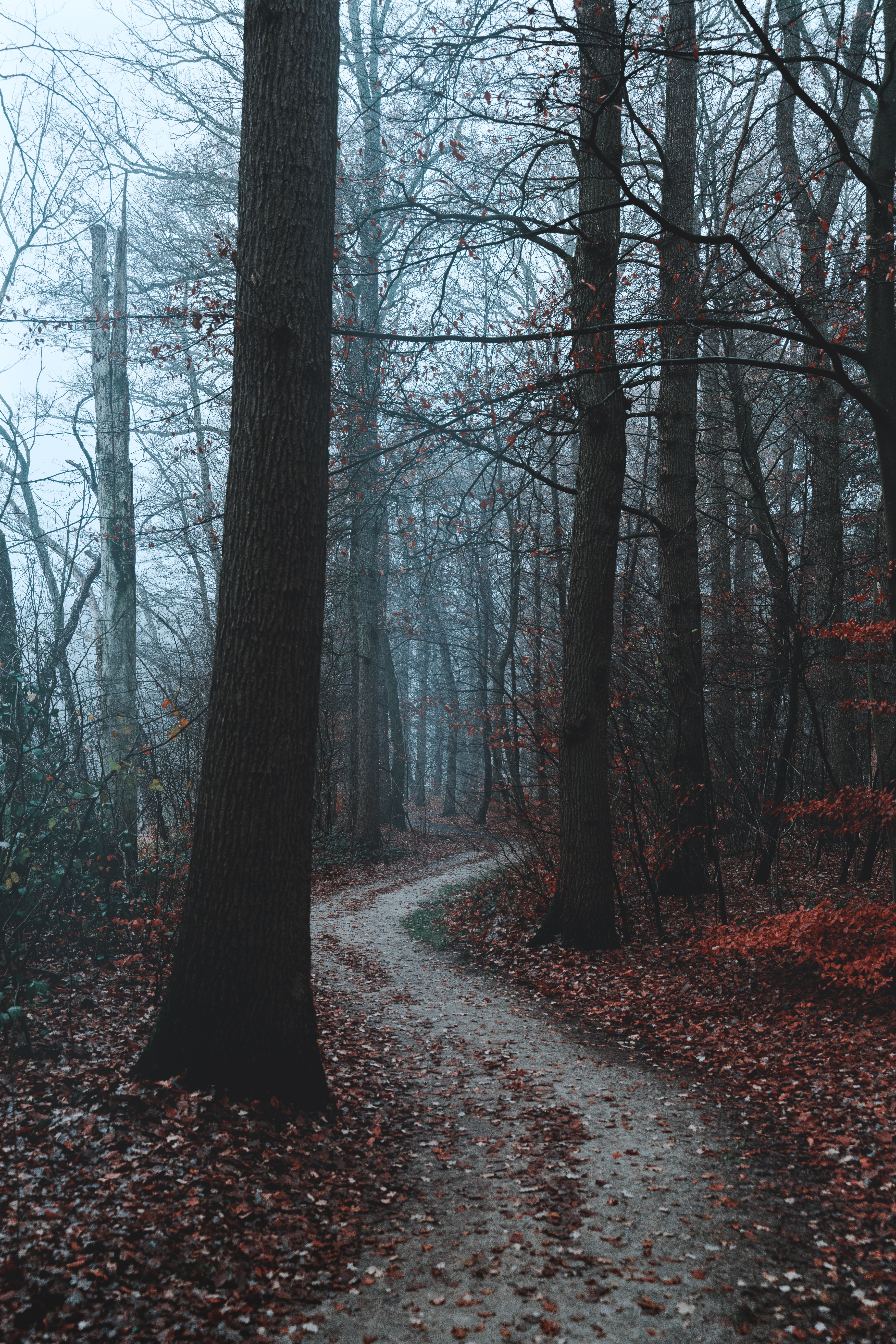 Mobile wallpaper forest, autumn, nature, trees, fog, path