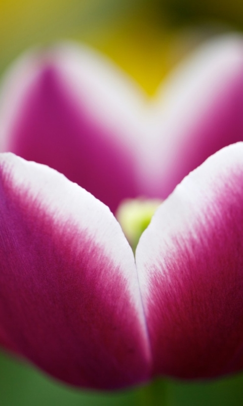 Download mobile wallpaper Flowers, Flower, Earth, Tulip for free.