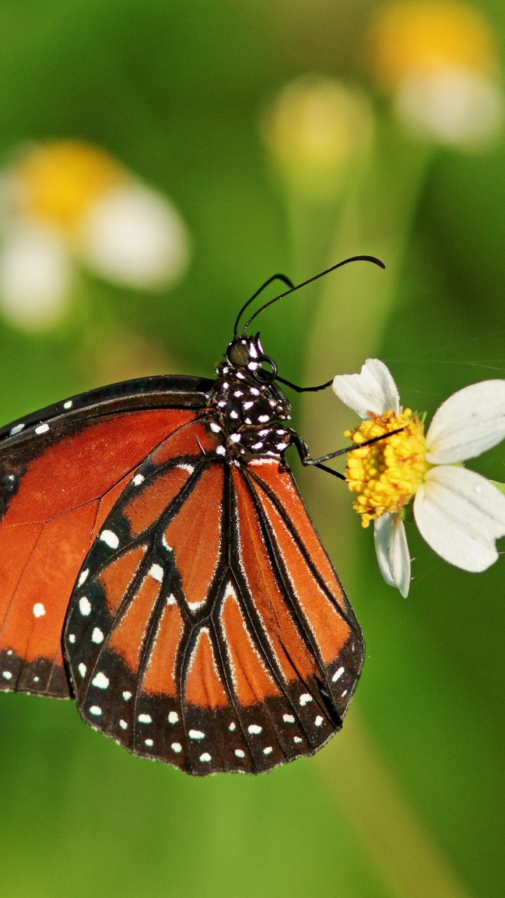 Descarga gratuita de fondo de pantalla para móvil de Animales, Macro, Insecto, Mariposa, Macrofotografía.