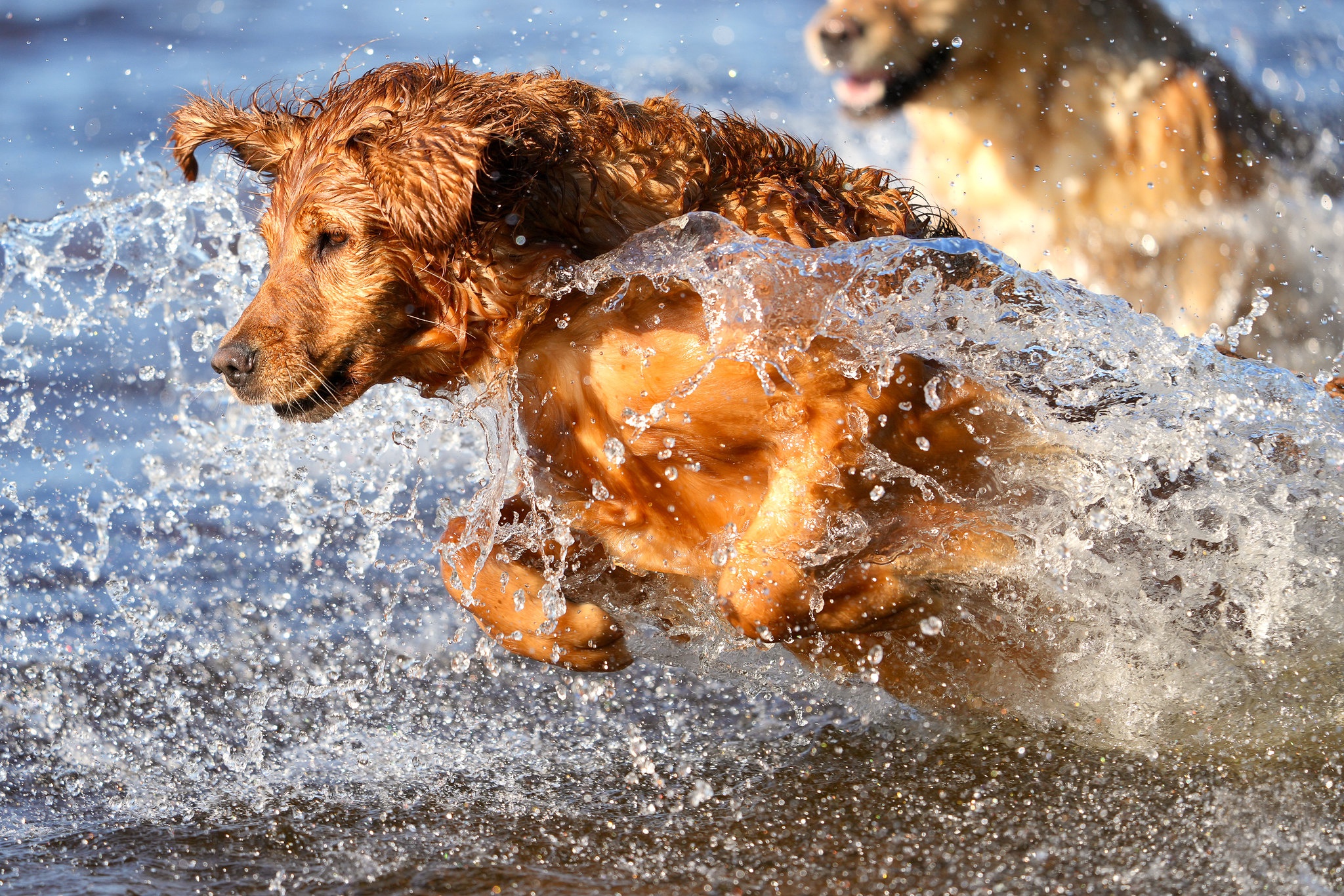 Handy-Wallpaper Tiere, Hunde, Wasser, Hund, Golden Retriever kostenlos herunterladen.
