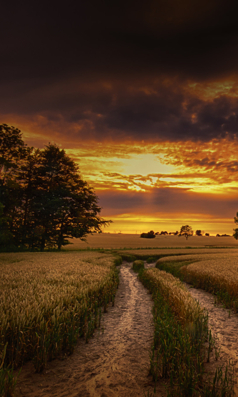 Handy-Wallpaper Natur, Sommer, Weizen, Horizont, Feld, Sonnenuntergang, Erde/natur, Schotterstraße, Aufstellen kostenlos herunterladen.