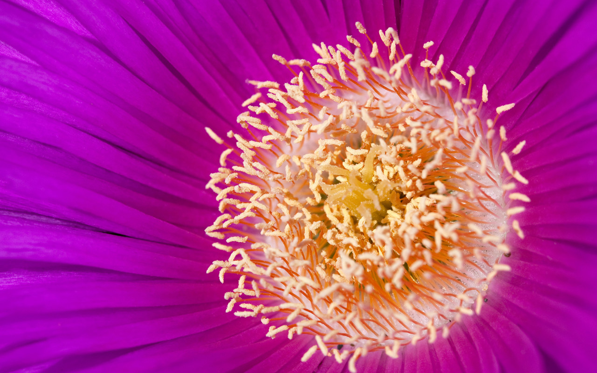 Descarga gratuita de fondo de pantalla para móvil de Flores, Flor, Tierra/naturaleza.