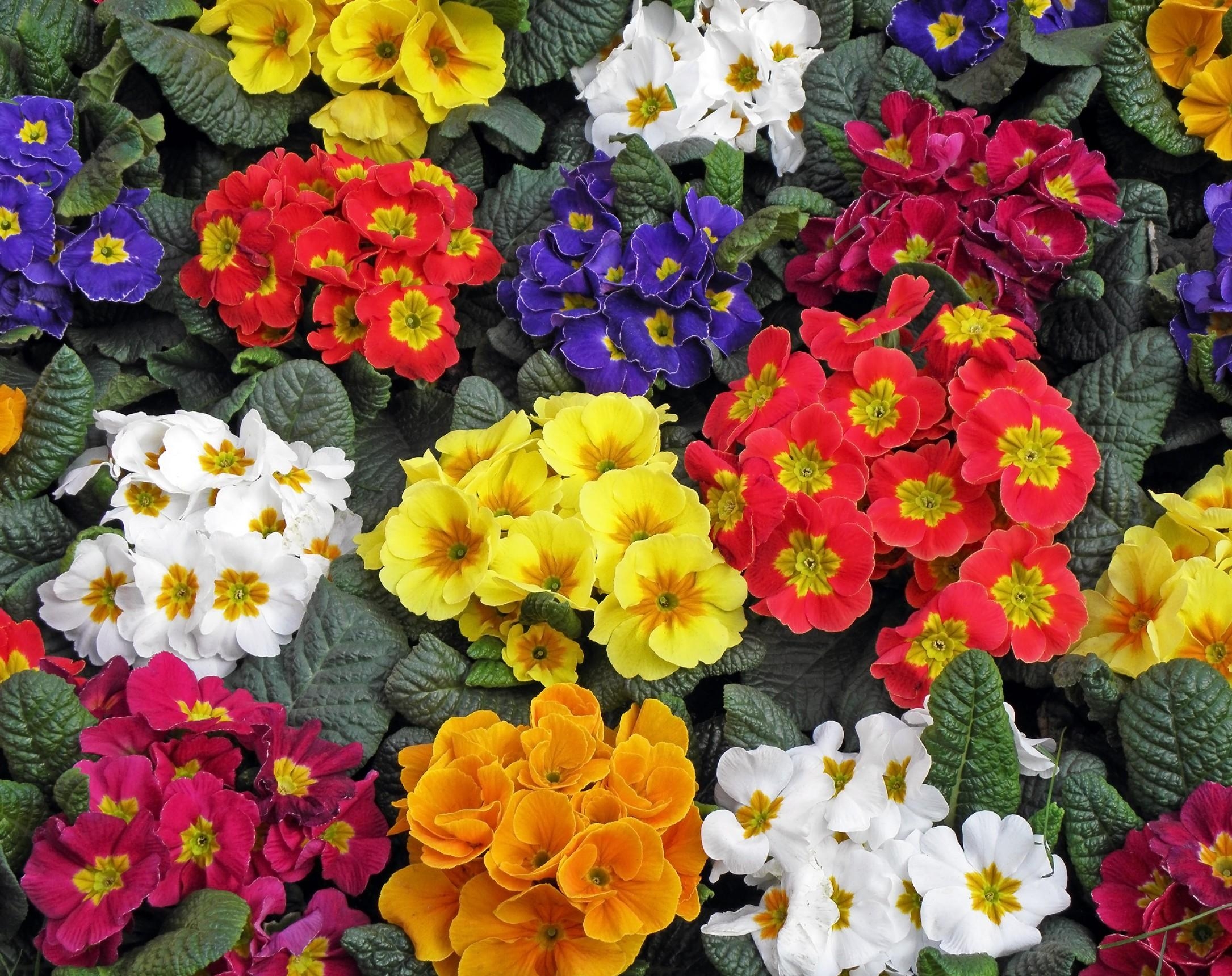 multicolored, flowers, bright, primrose