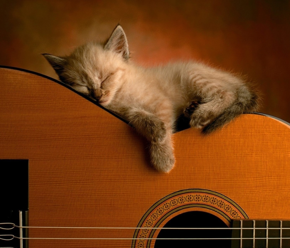 Download mobile wallpaper Cats, Cat, Kitten, Guitar, Animal, Cute for free.