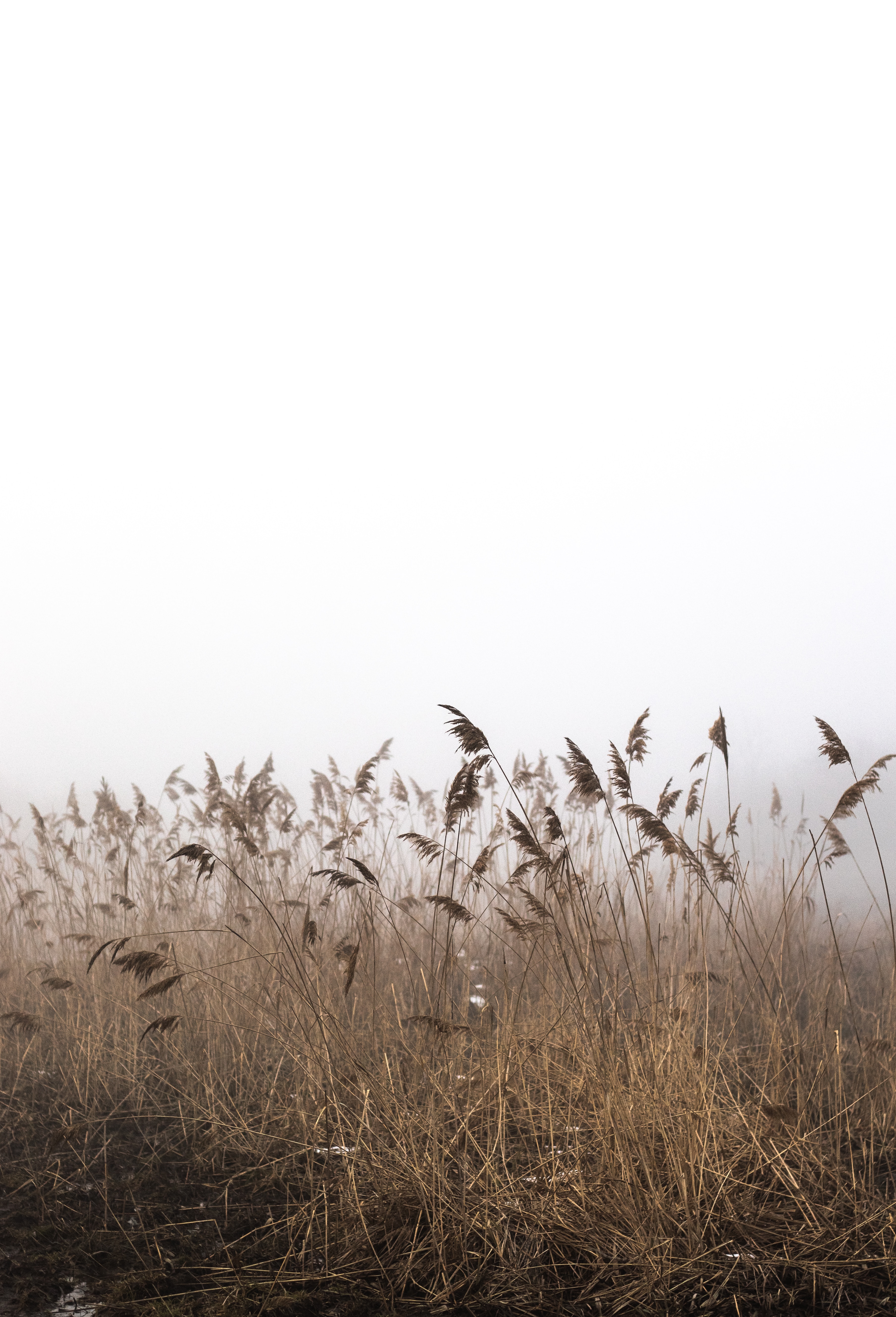 nature, grass, autumn, fog, dry, cane, reed
