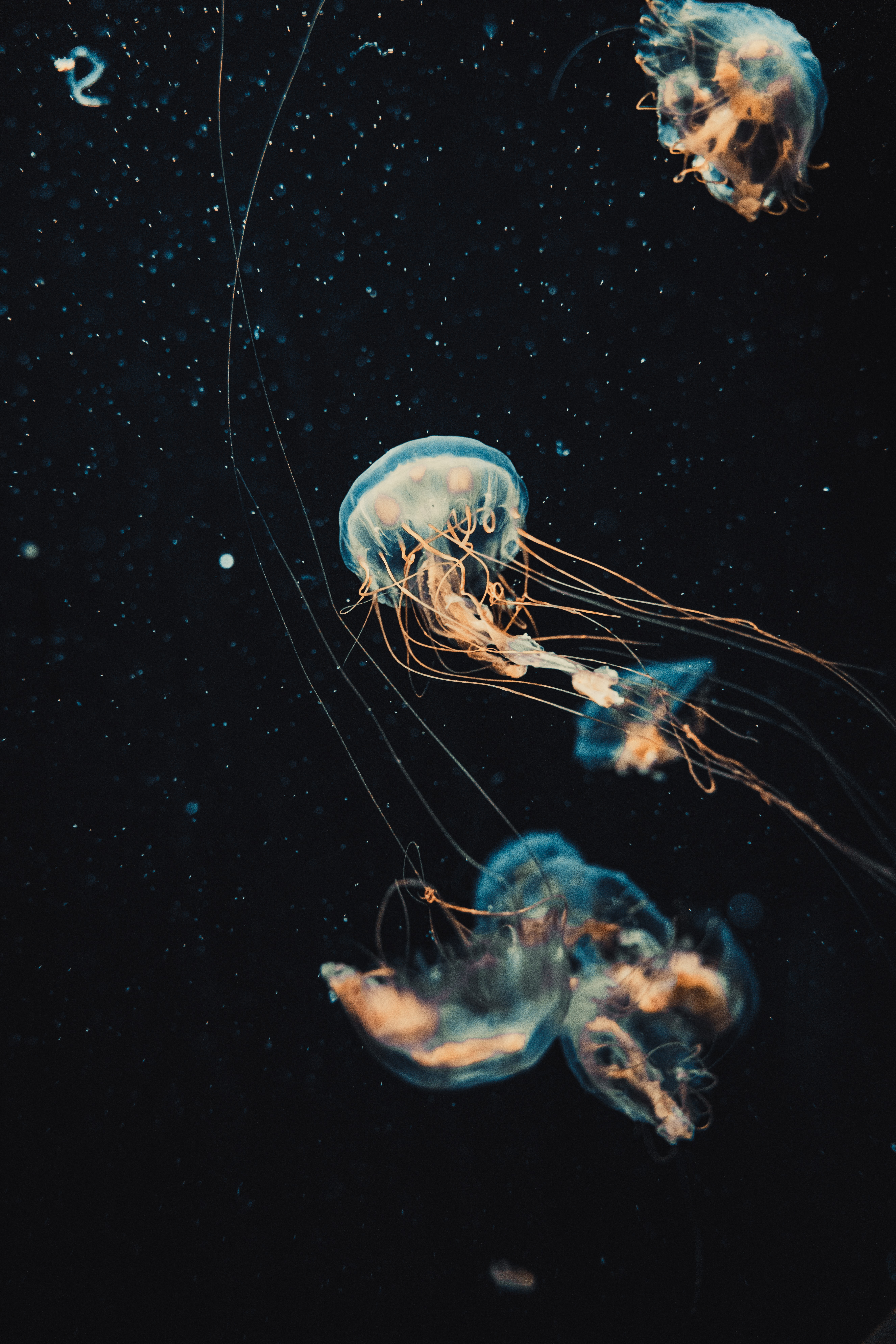 water, dark, jellyfish, beautiful, tentacles