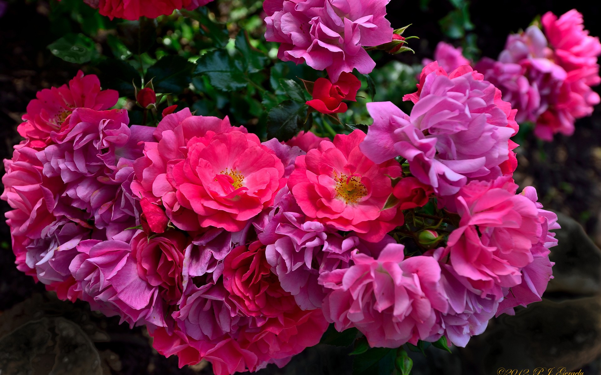 Скачать обои бесплатно Цветок, Листва, Земля/природа, Розовый Цветок, Кусты Роз, Флауэрсы картинка на рабочий стол ПК