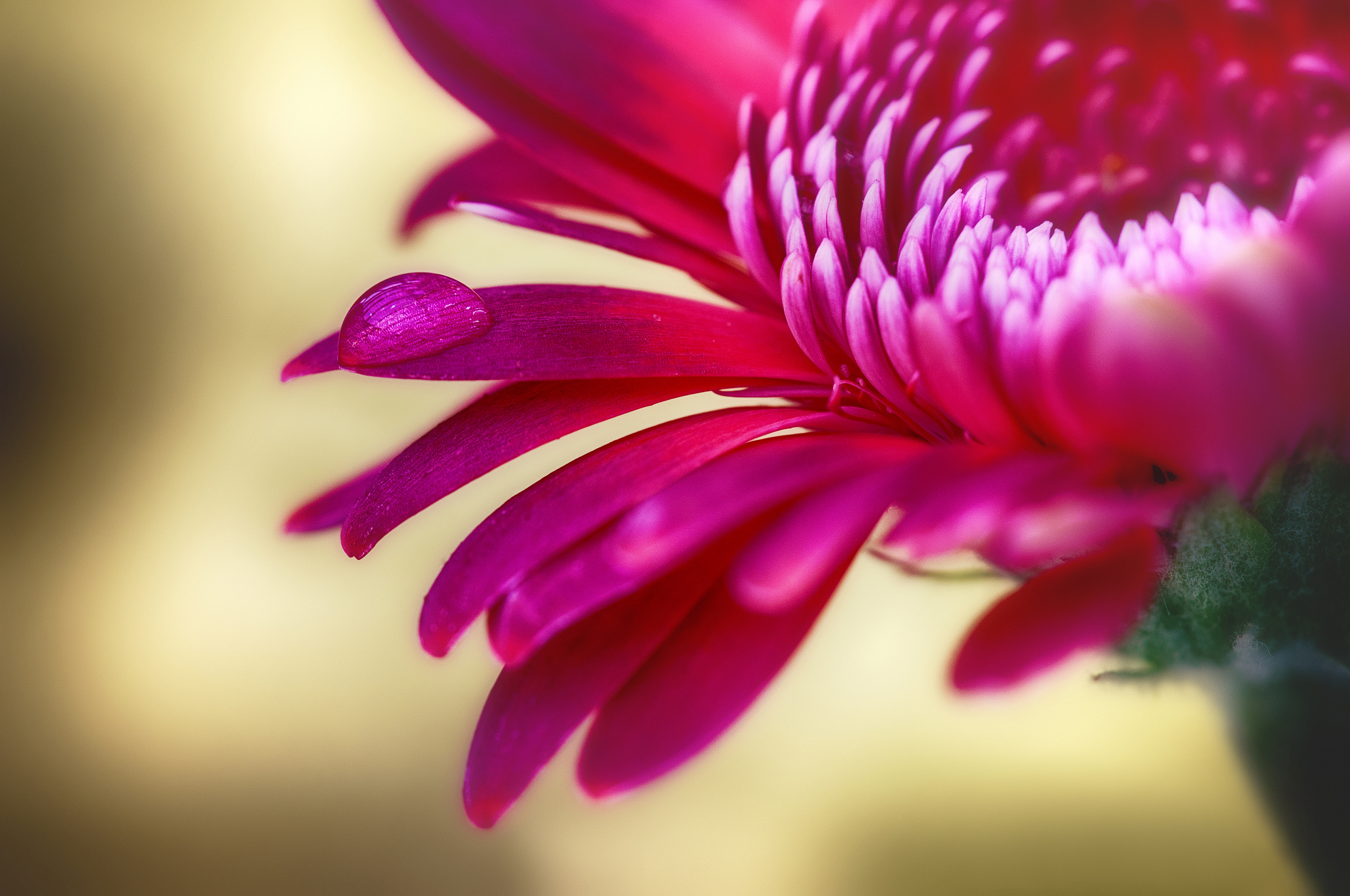 Download mobile wallpaper Nature, Flowers, Chrysanthemum, Flower, Close Up, Earth, Water Drop, Pink Flower, Dew Drop for free.
